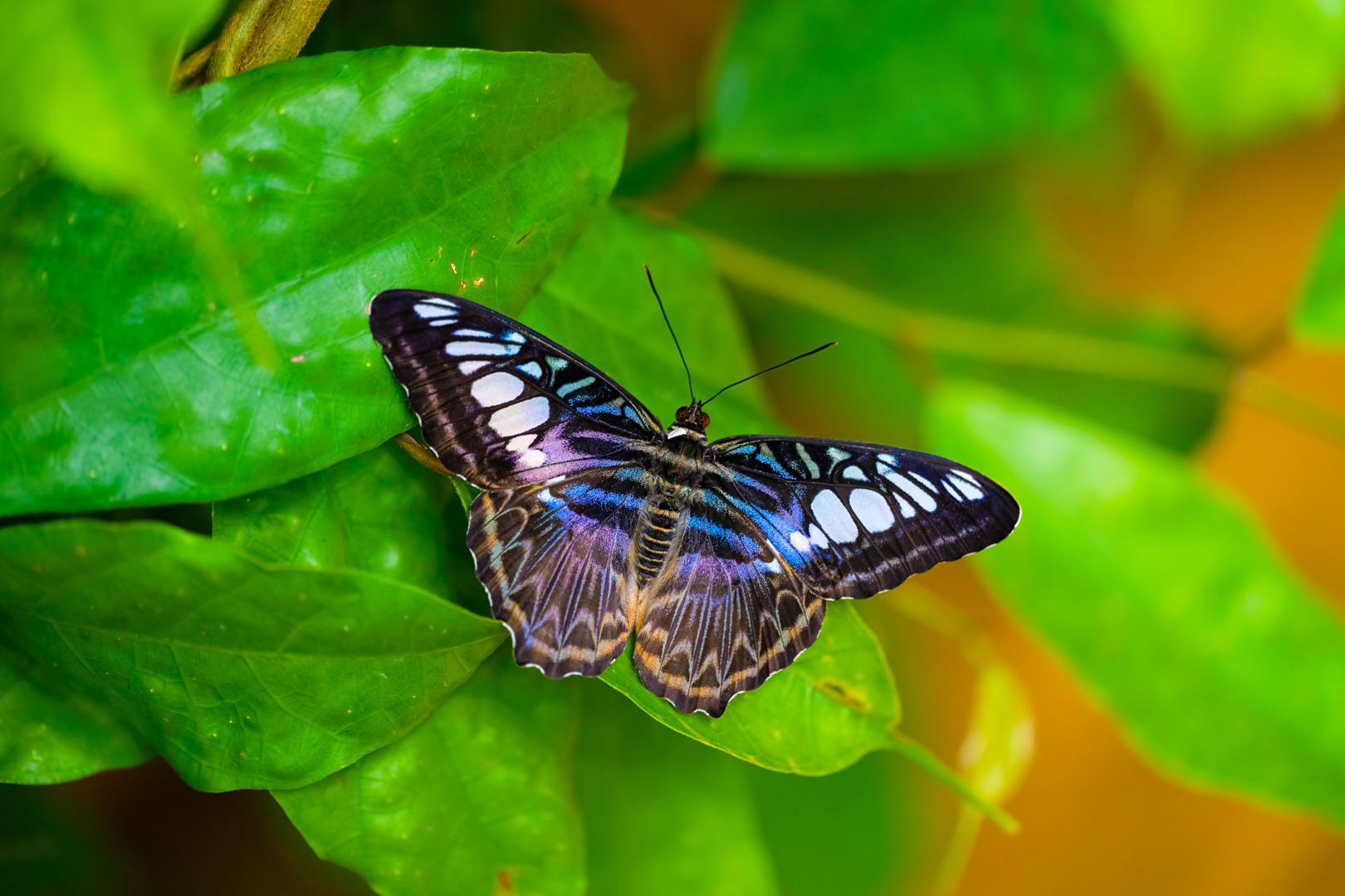Kallima sylvia (Blue clipper), Fata Morgana, Praha, 05/2024