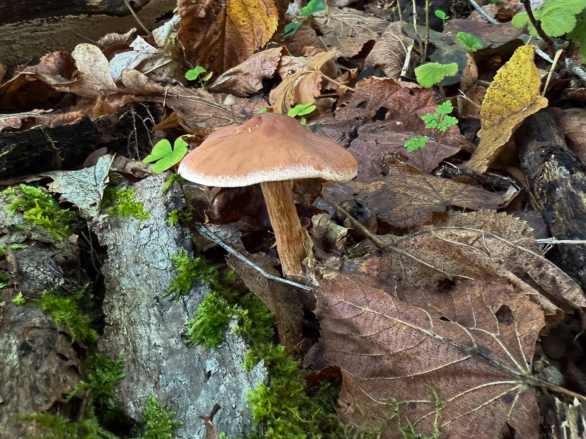 Pavučinec (Cortinarius)?