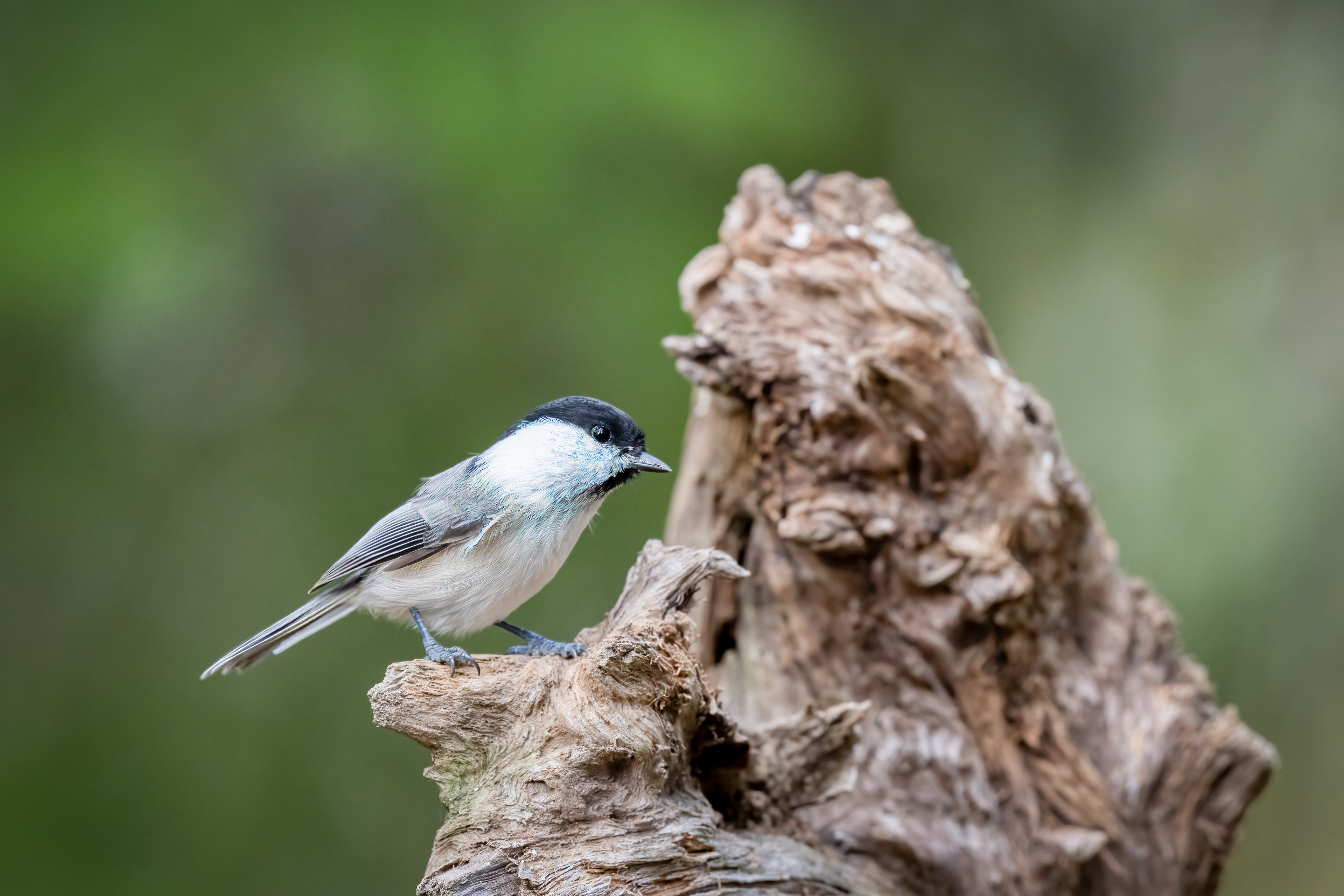 Sýkora lužní (Poecile montanus), Finsko, 09/2025