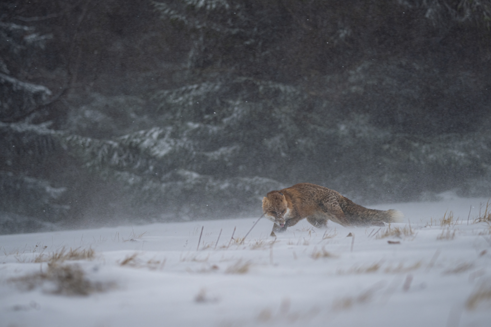 Liška obecná (Vulpes vulpes), Vysočina, 03/2023