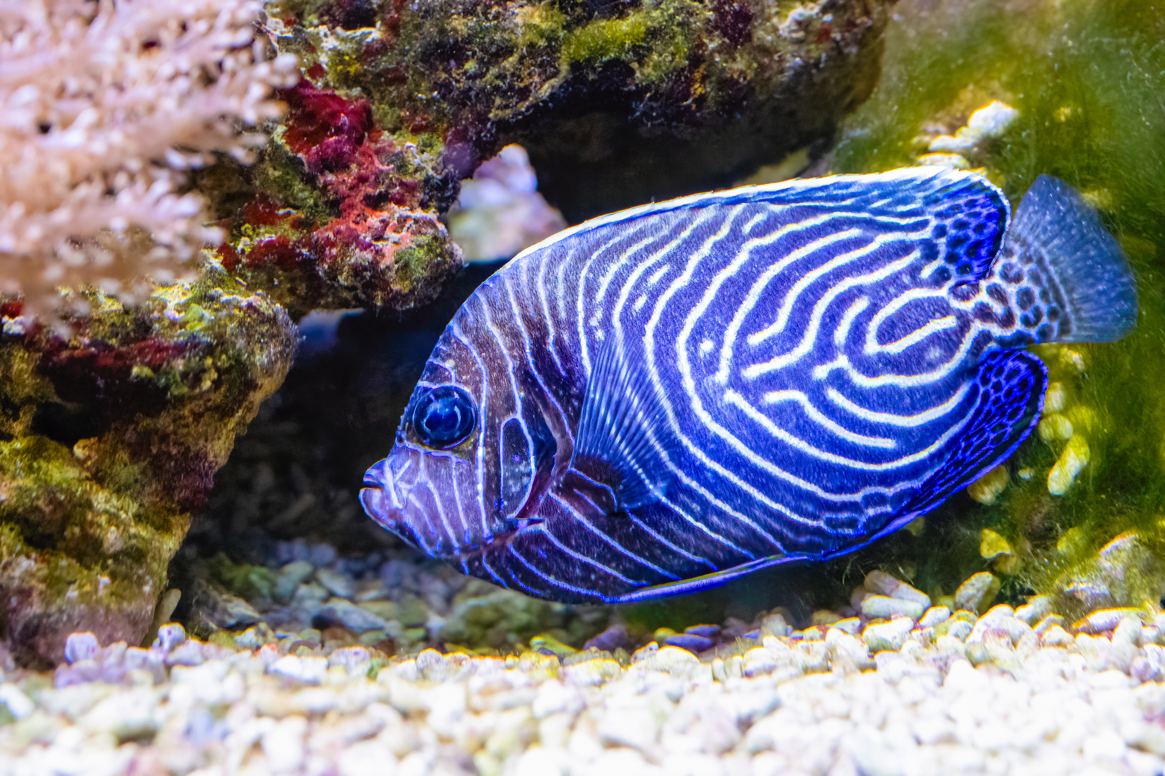 Pomec císařský (Pomacanthus imperator)