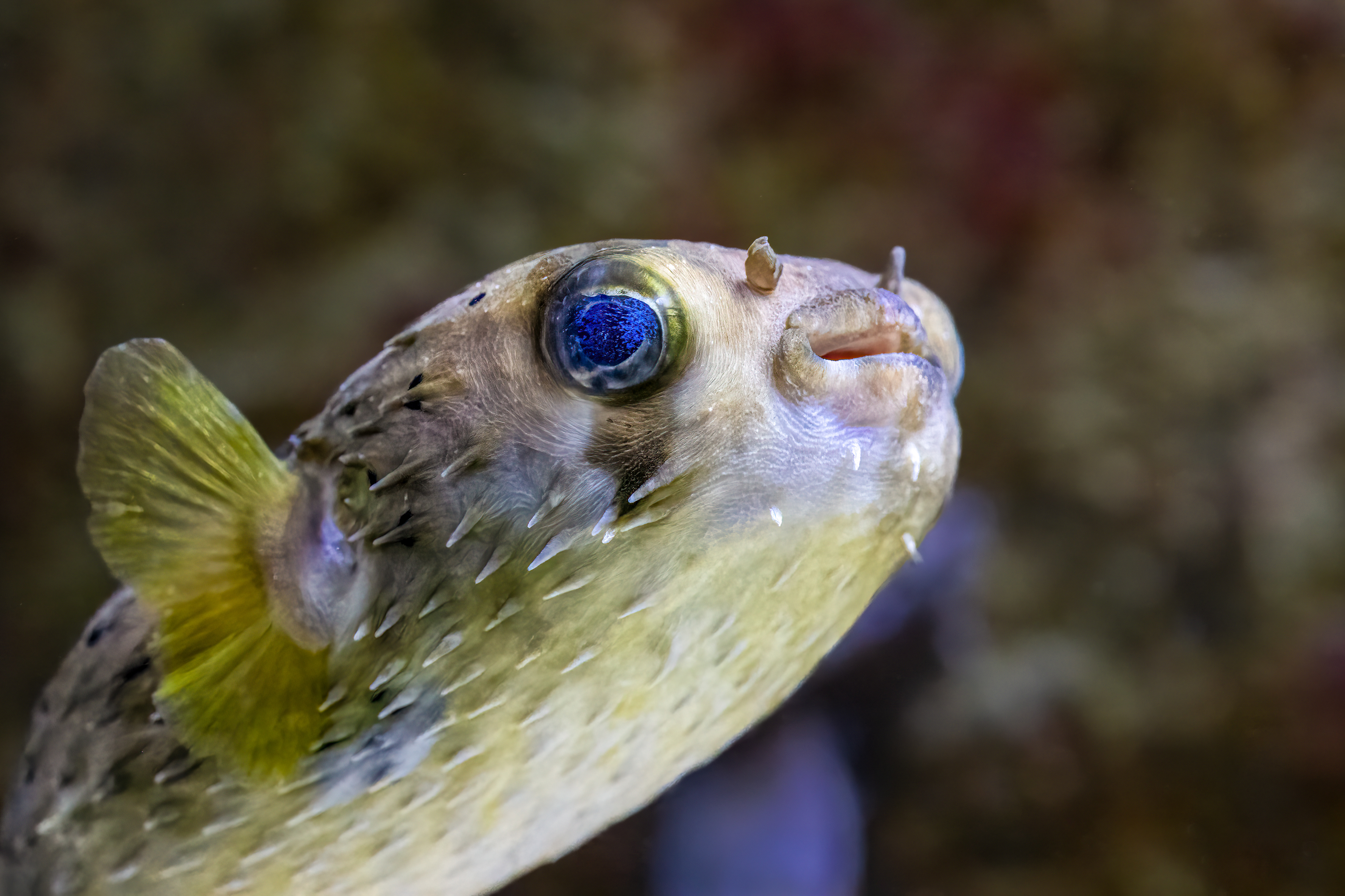 Ježík černoskvrnný (Diodon liturosus)