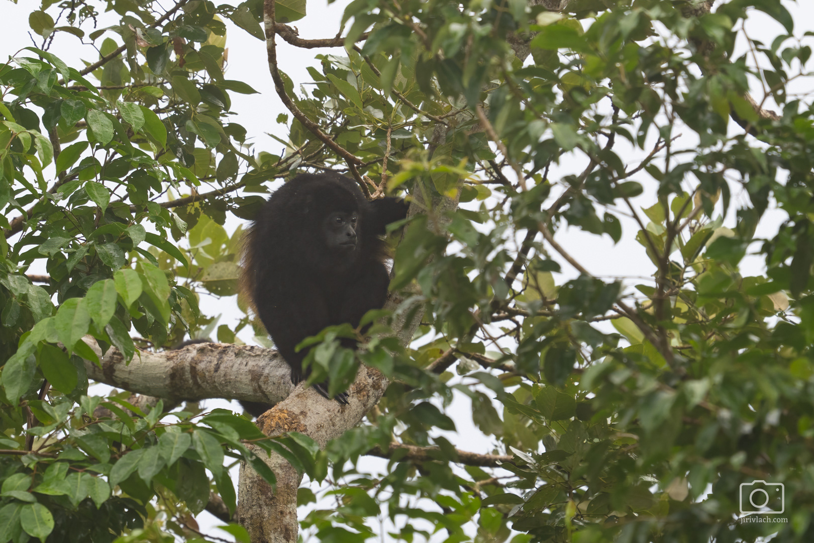 Vřešťan pláštíkový (Mantled howler, Alouatta palliata), Kostarika, 01/2025