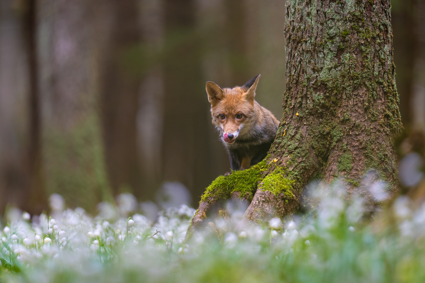 Liška obecná (Vulpes vulpes), Vysočina, 03/2024