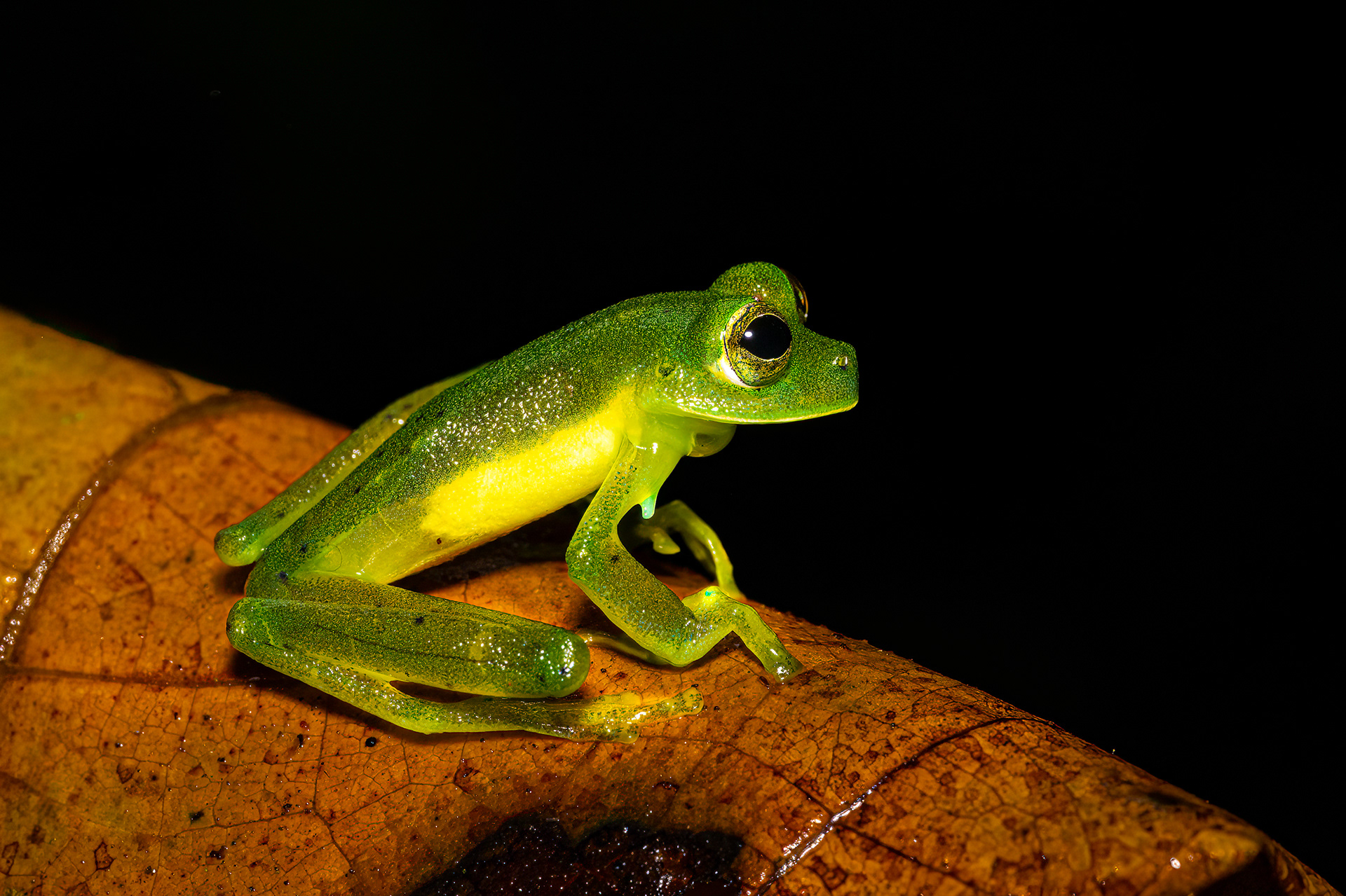 Rosněnka průsvitná (Emerald glass frog, Centrolene prosoblepon)