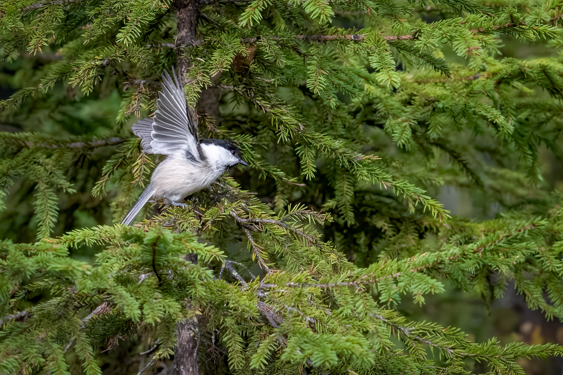 Sýkora lužní (Poecile montanus), Finsko, 09/2025