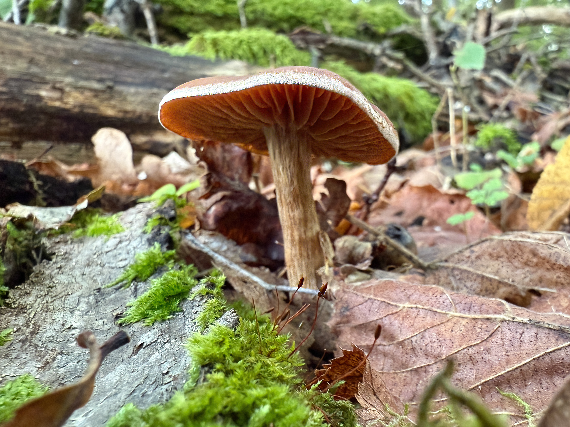 Pavučinec (Cortinarius)?