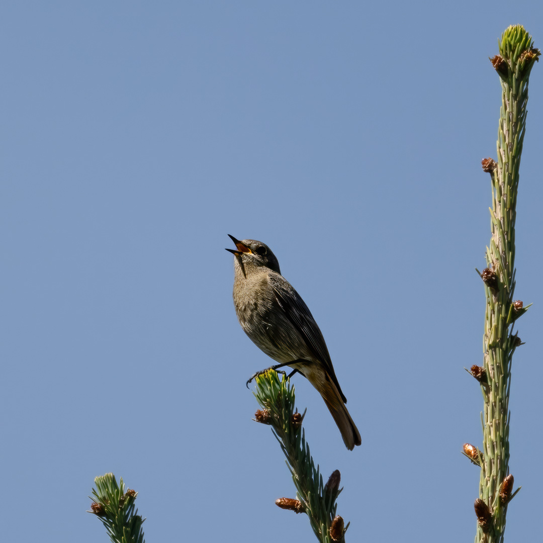Rehek domácí (Phoenicurus ochruros), Pyšely, 04/2024