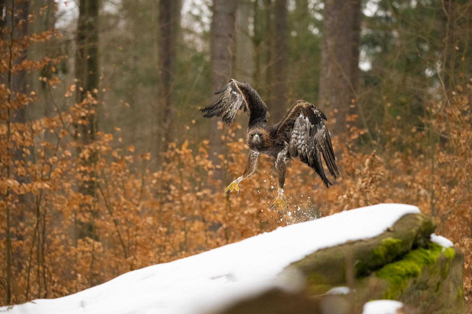 Orel skalní (Aquila chrysaetos), Vysočina, 03/2023