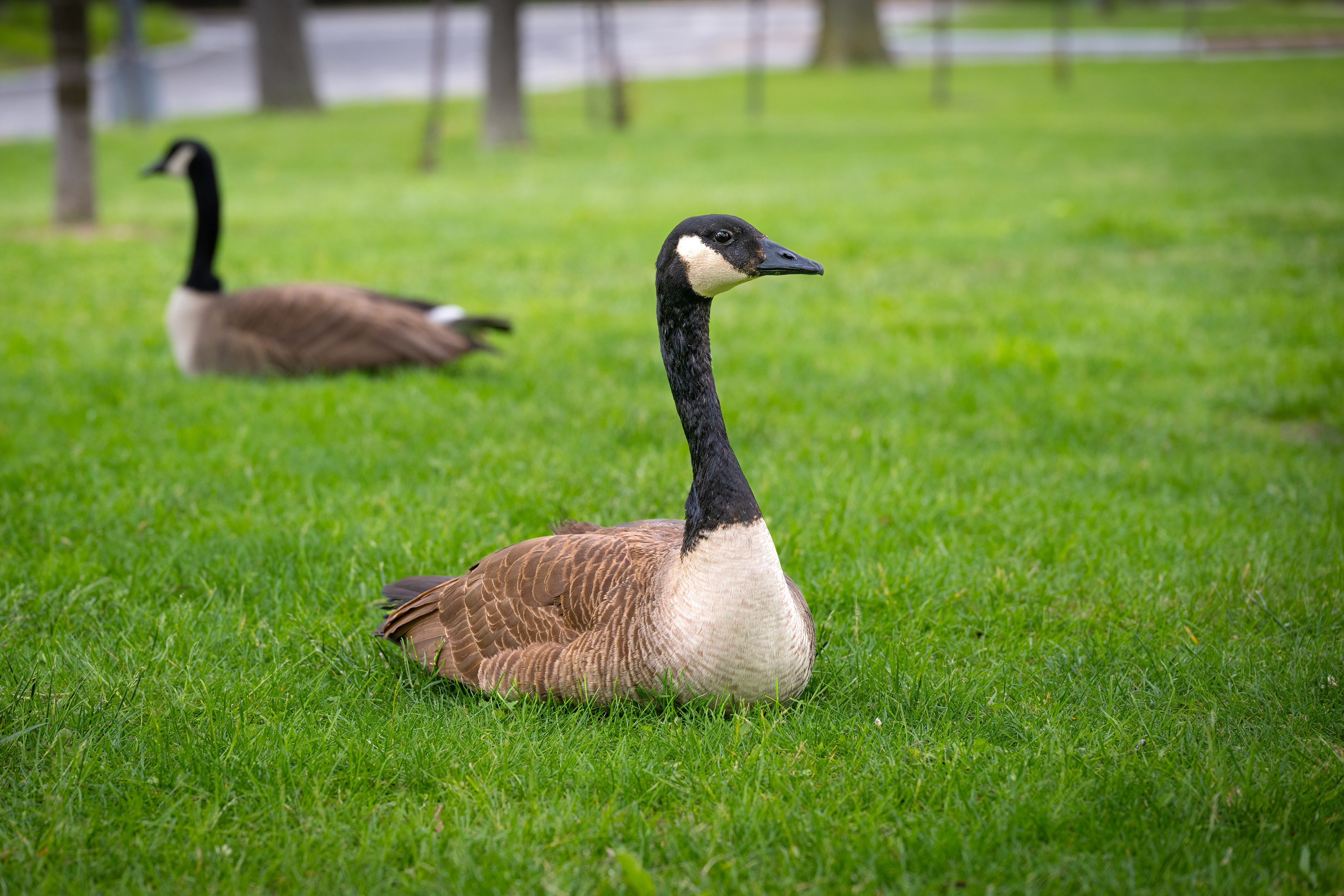 Berneška velká (Branta canadensis), 05/2025
