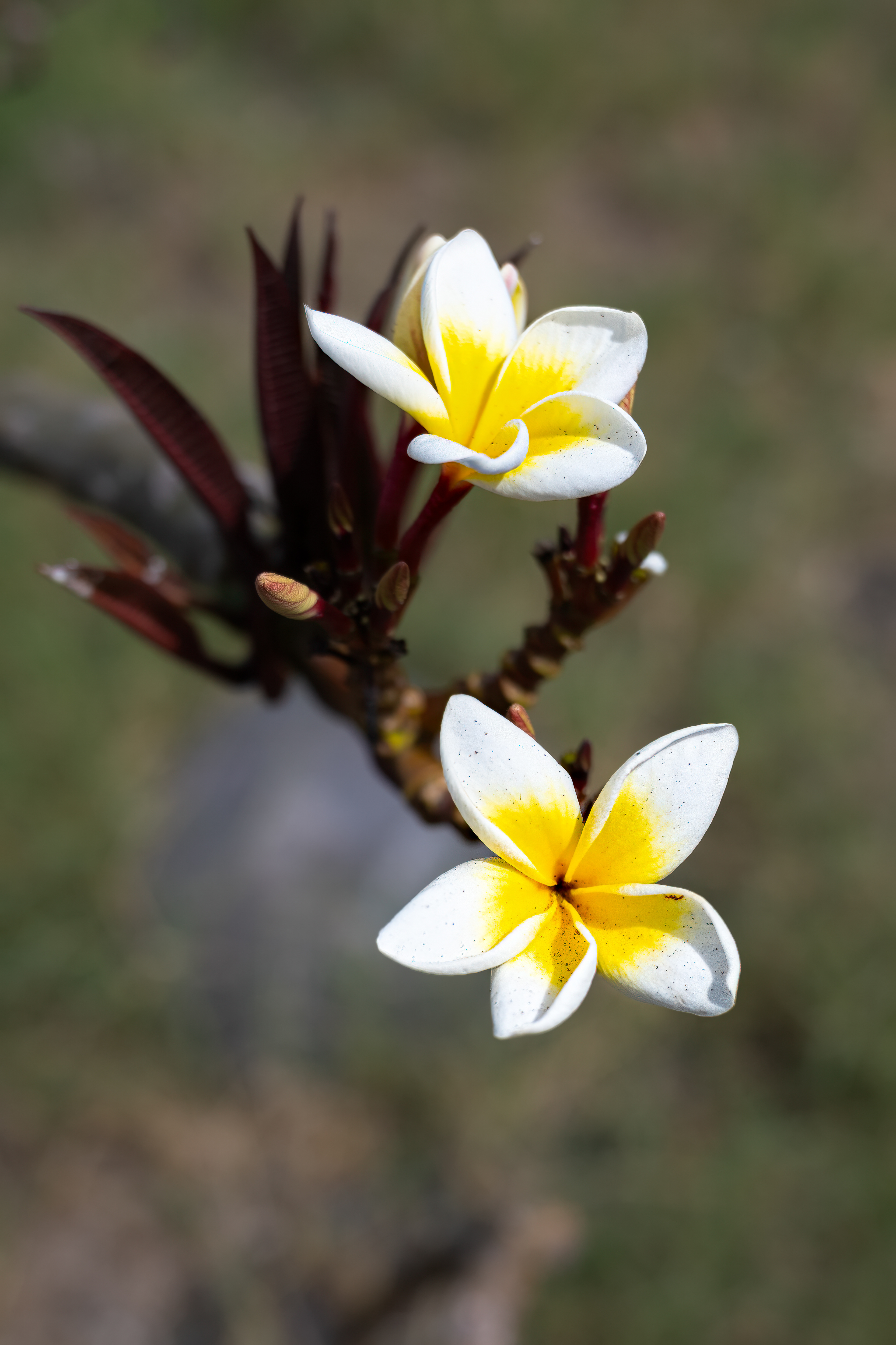 Stromboli, Plumeria acuminata