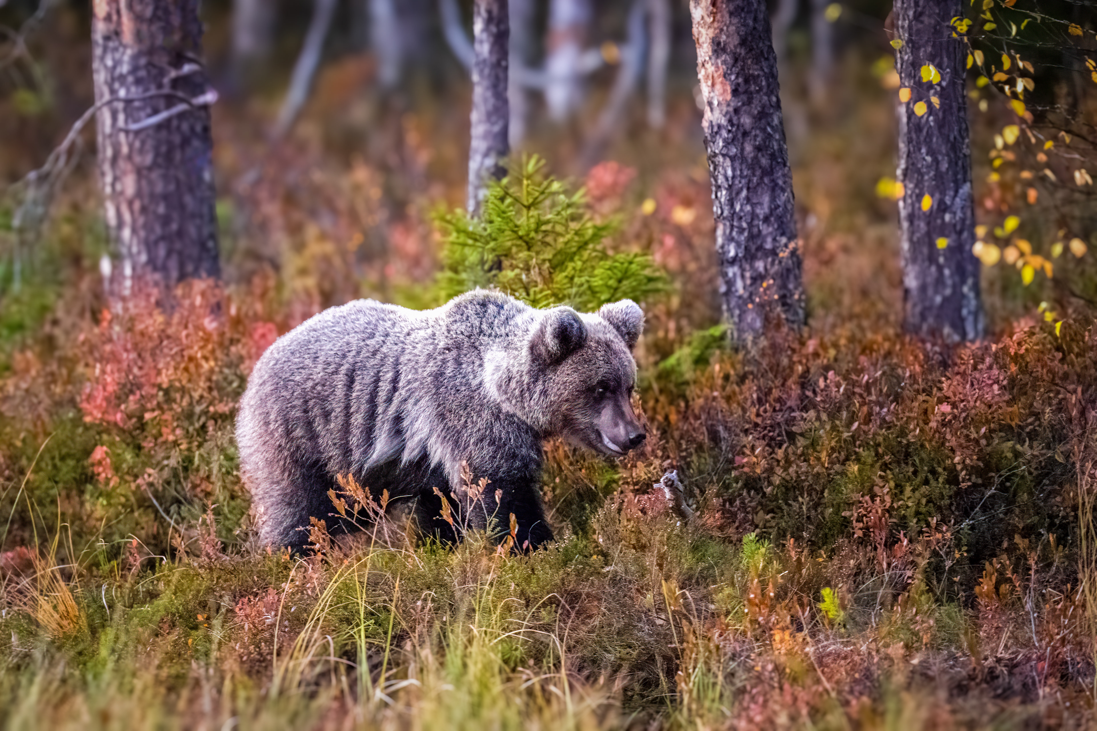 Medvěd hnědý (Ursus arctos), Finsko, 09/2025