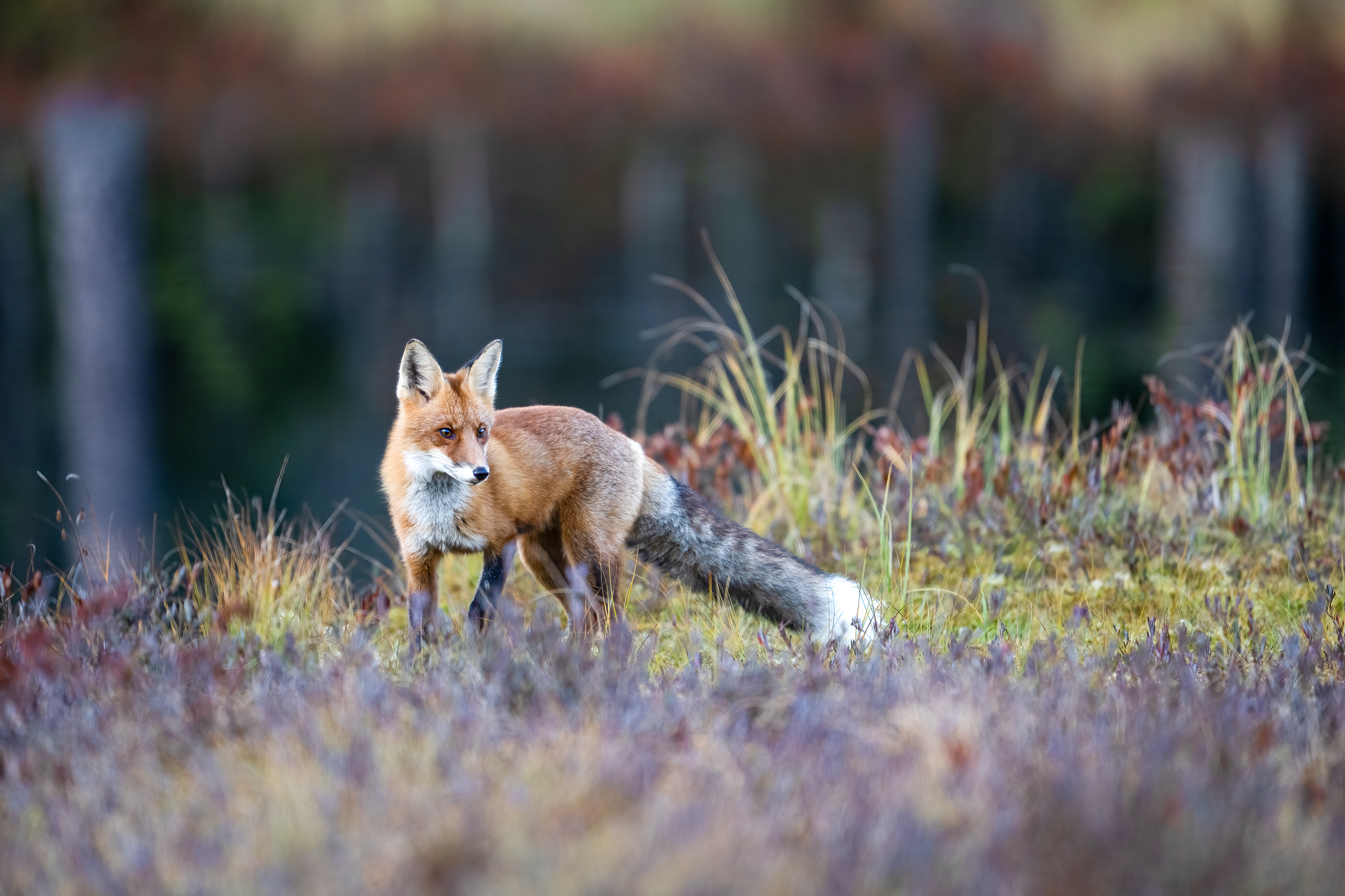 Liška obecná (Vulpes vulpes), Finsko, 09/2025