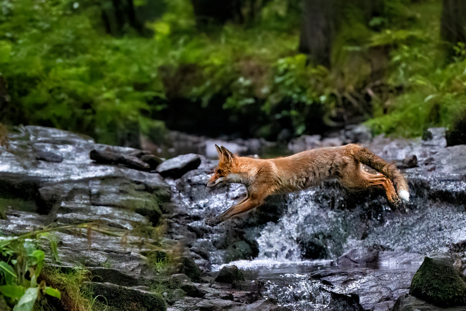 Liška obecná (Vulpes vulpes), Vysočina, 08/2022