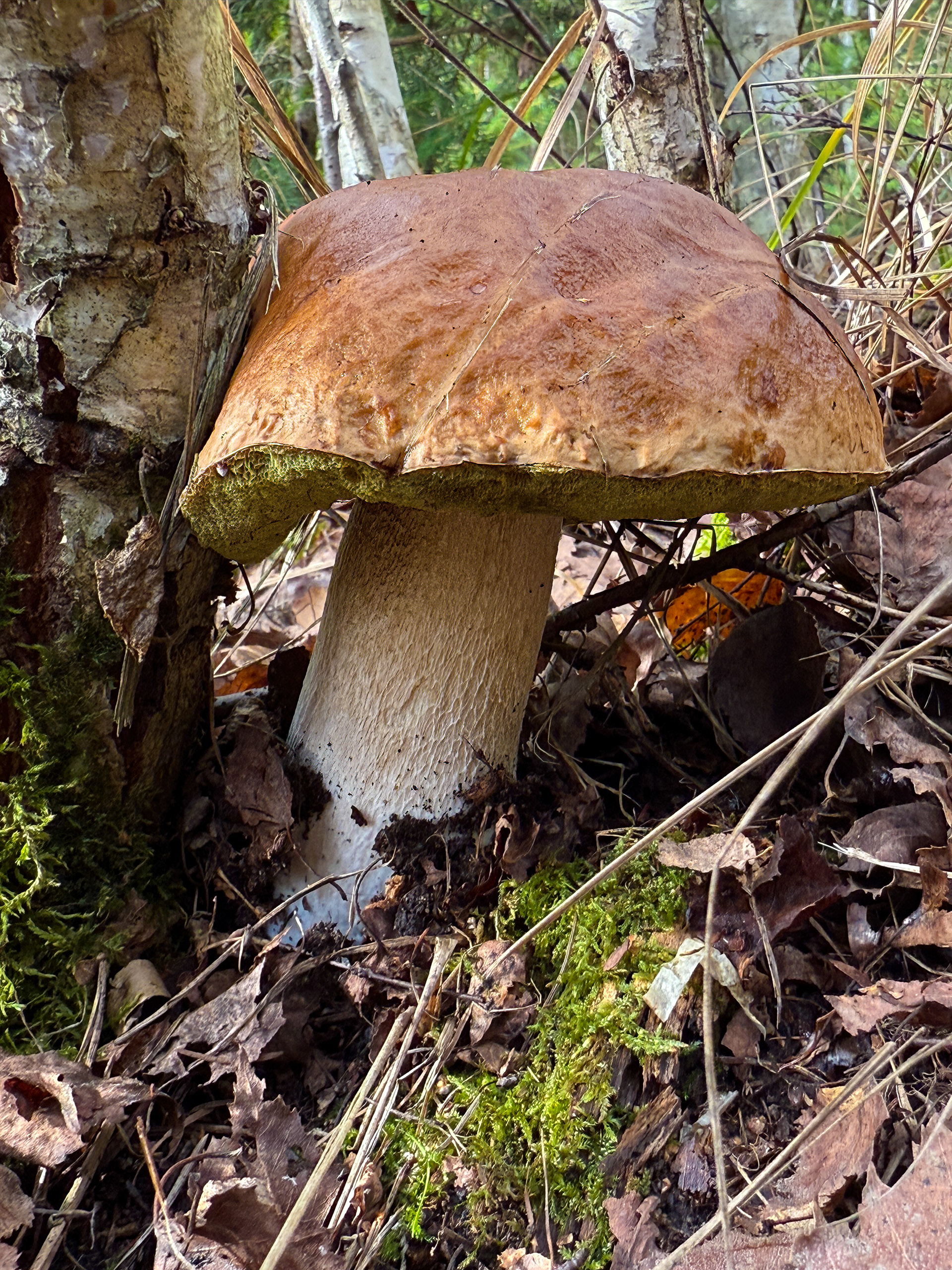 Hřib smrkový (Boletus edulis)