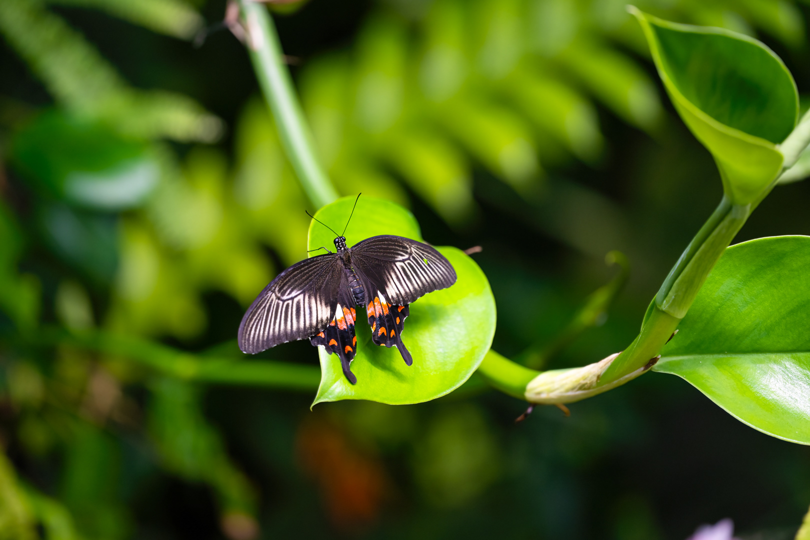Papilio polytes (Common mormon), Fata Morgana, Praha, 05/2024