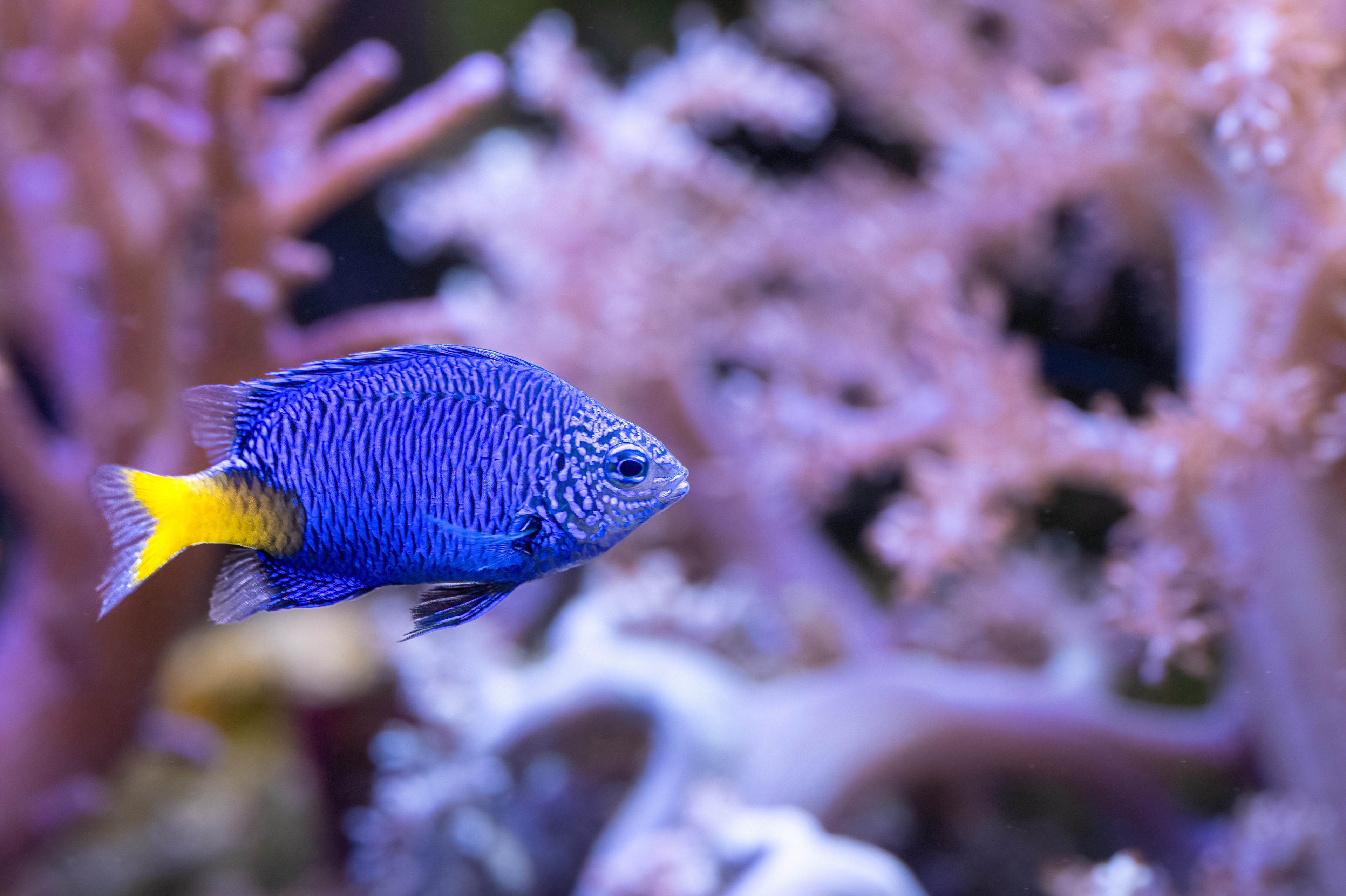 Sapínek zlatoocasý (Chrysiptera parasema)