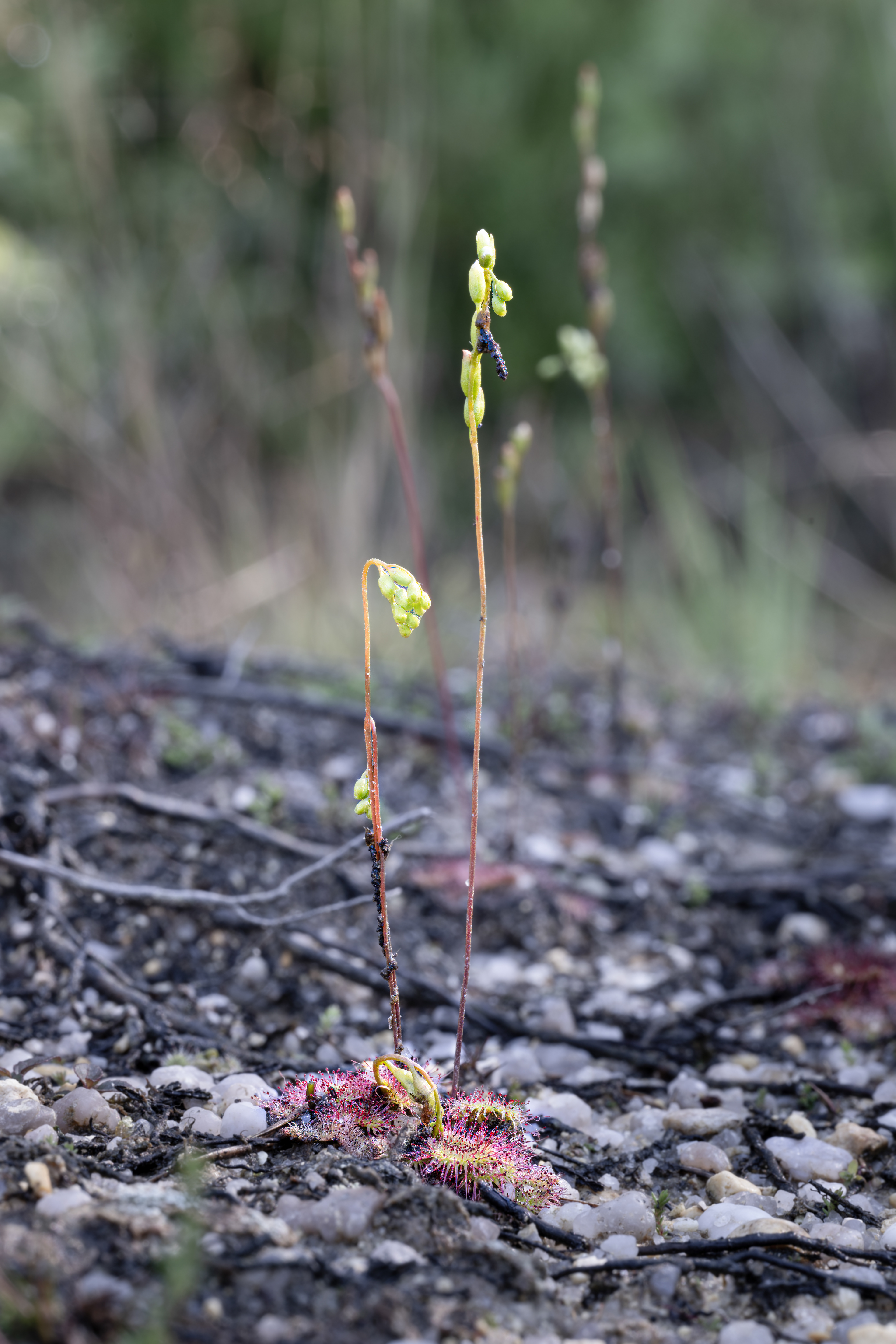 Rosnatka okrouhlolistá (Drosera rotundifolia), Pískovna Cep