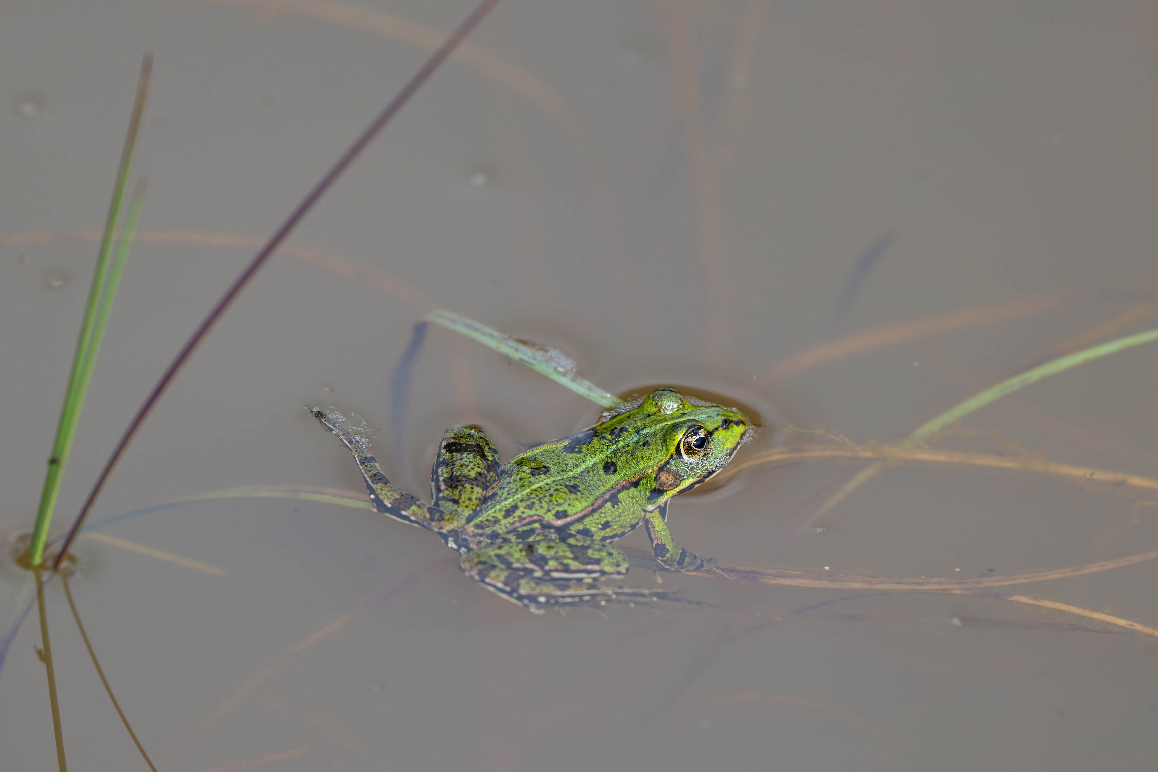 Skokan zelený ? (Pelophylax esculentus), Pískovna Cep, 07/2024