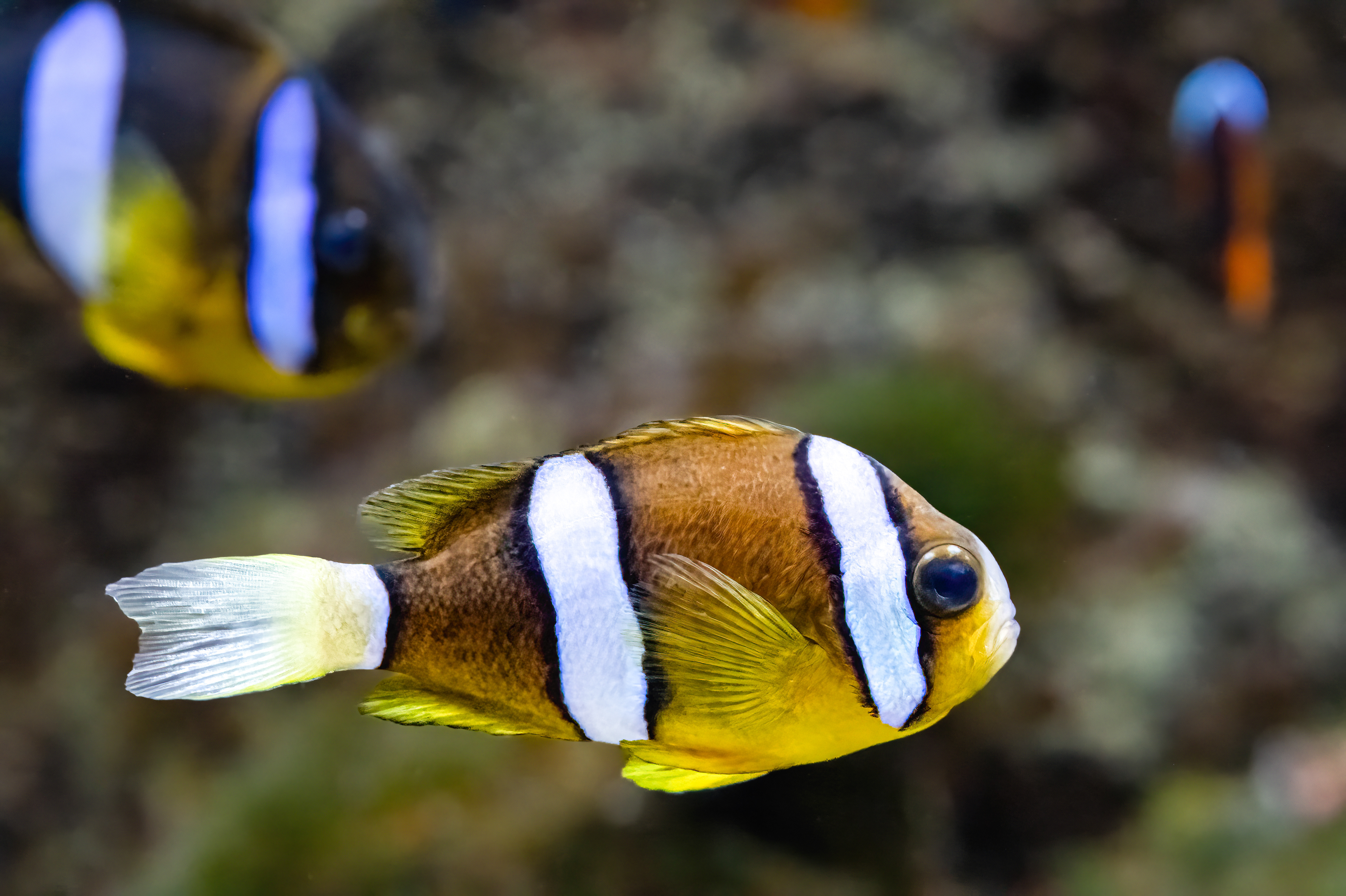 Klaun Clarkův (Amphiprion clarkii)