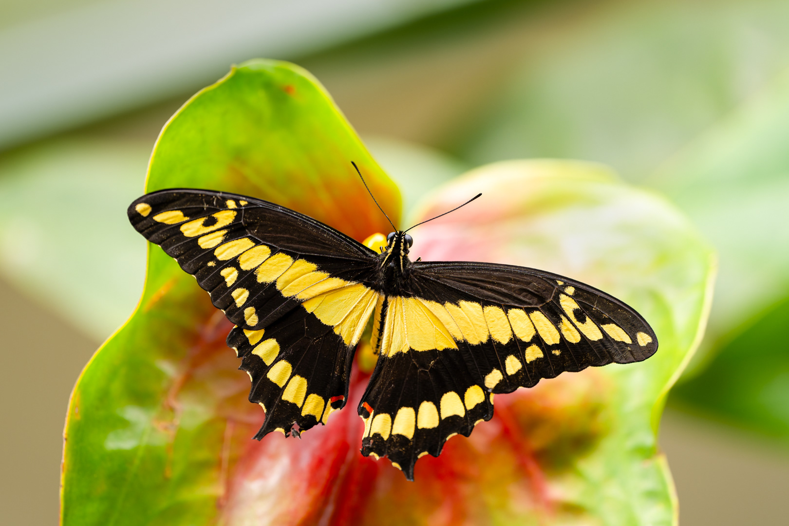 Papilio thoas (King swallowtail), Fata Morgana, Praha, 05/2024