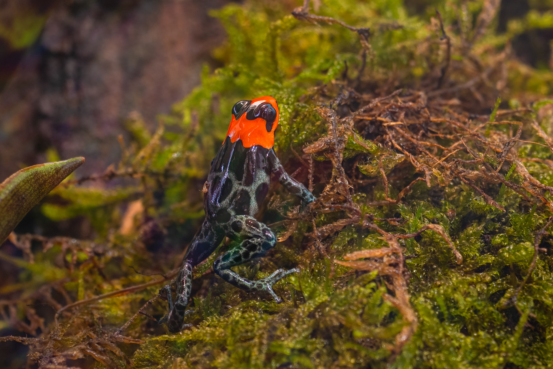 Pralesnička benedicta (Ranitomeya benedicta)