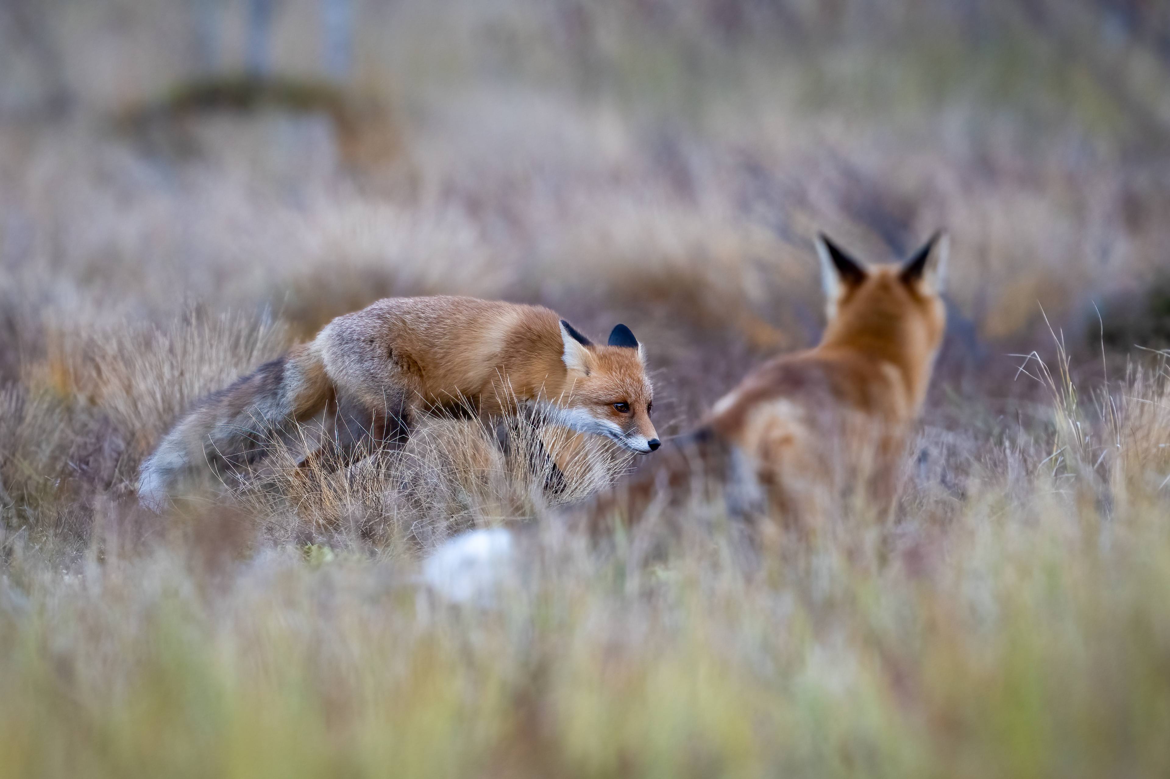 Liška obecná (Vulpes vulpes), Finsko, 09/2025