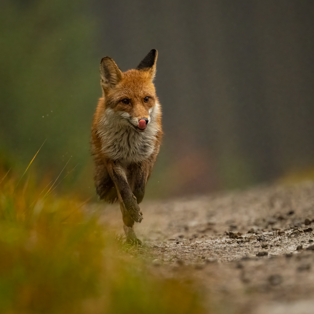 Liška obecná (Vulpes vulpes), Vysočina, 11/2022