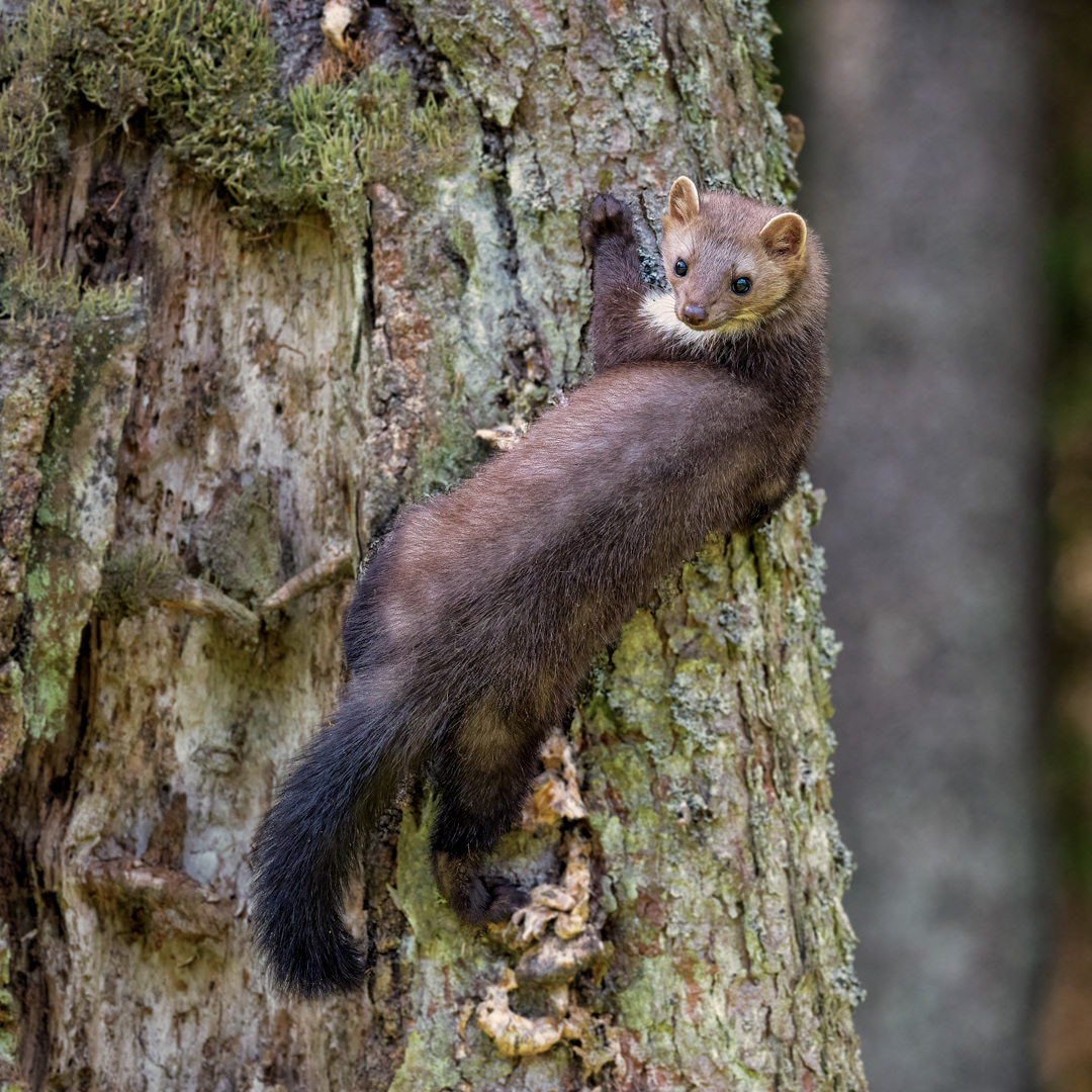 Kuna skalní (Martes foina), Vysočina, 08/2022