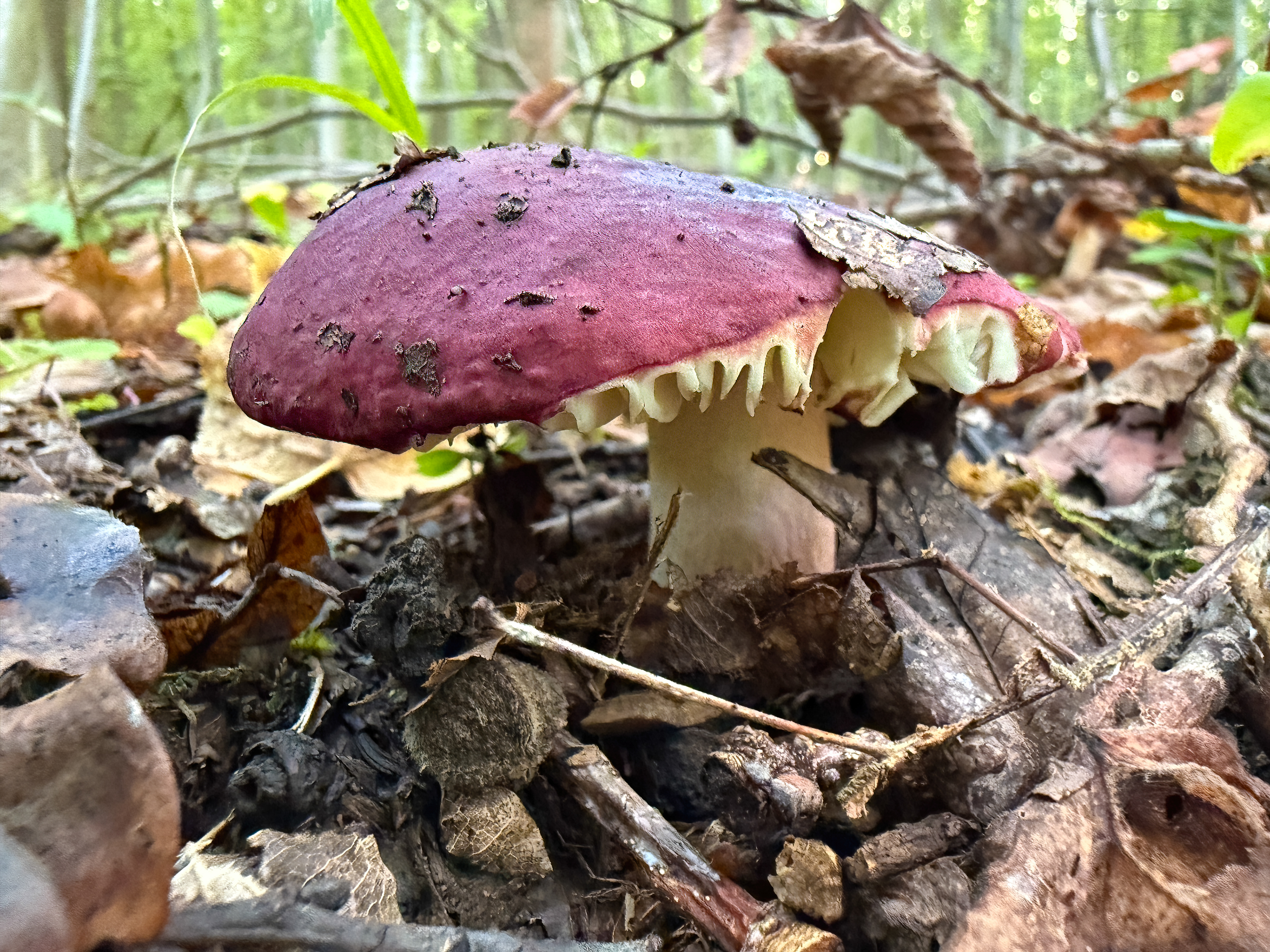 Holubinka (Russula sp.)