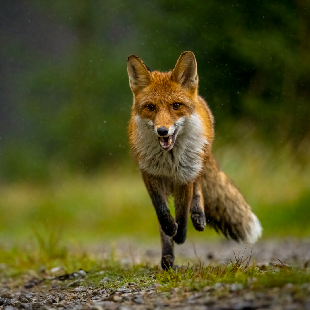 Liška obecná (Vulpes vulpes), Vysočina, 11/2022