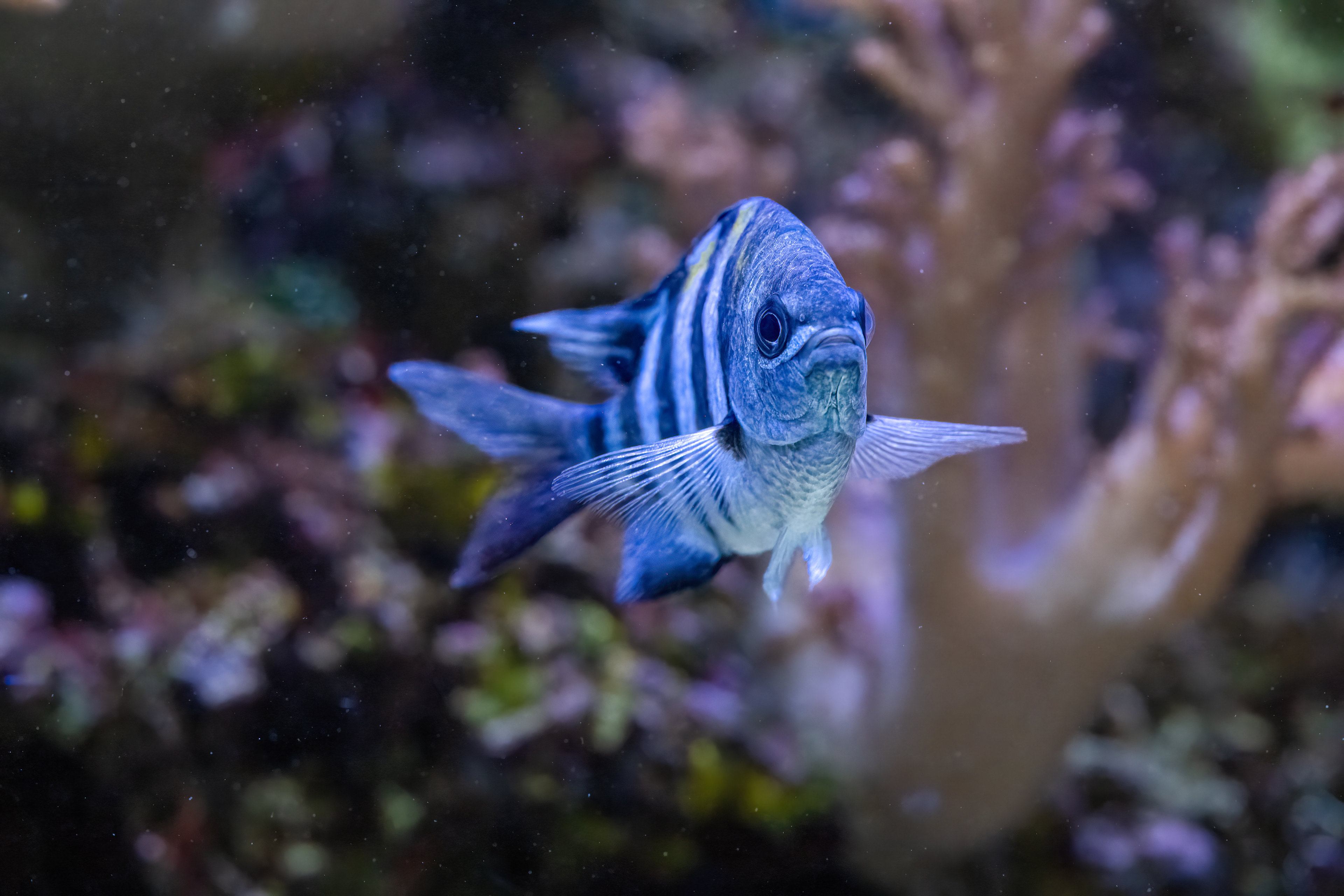 Útesník indopacifický (Abudefduf vaigiensis)