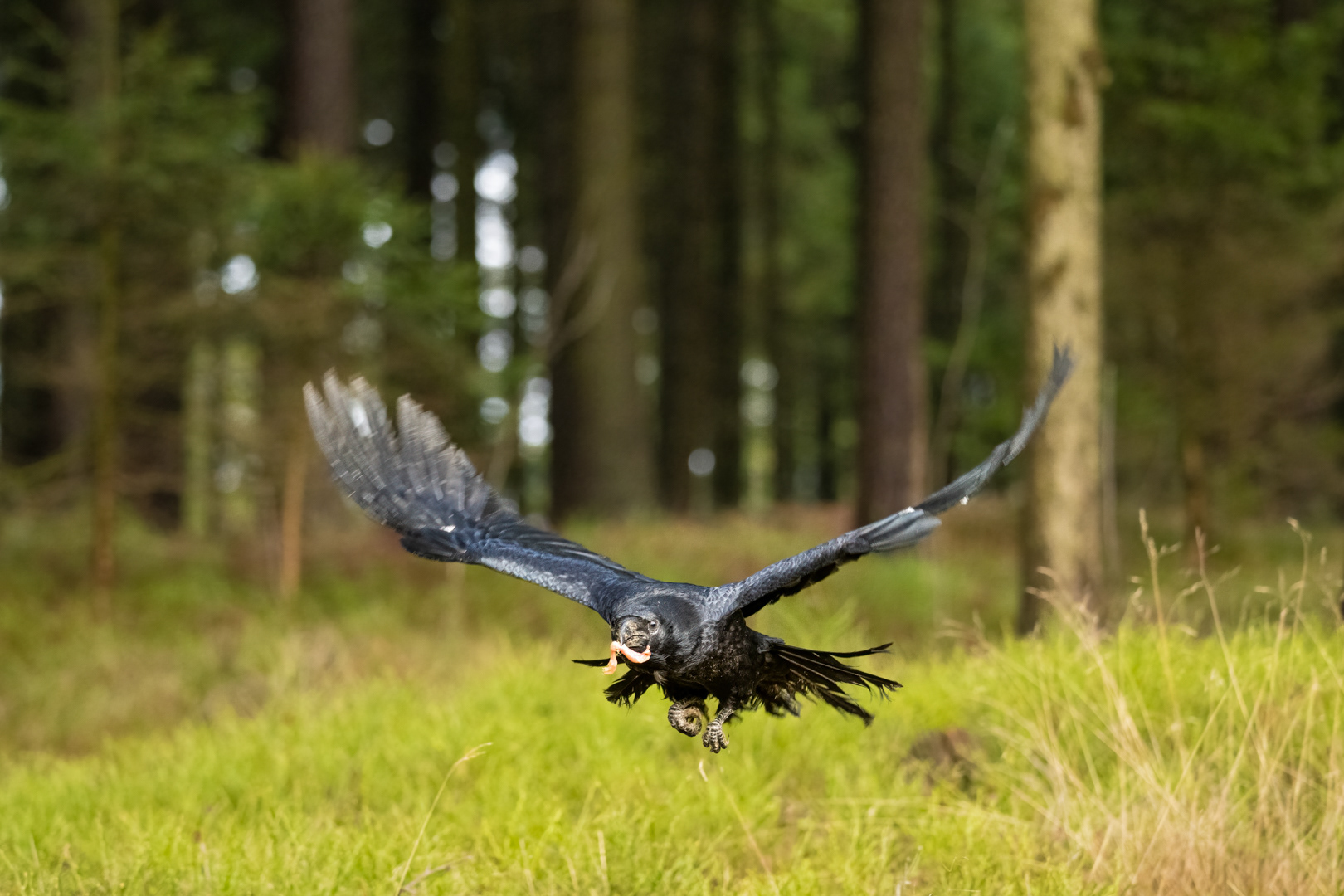 Krkavec velký (Corvus corax), Vysočina, 11/2022