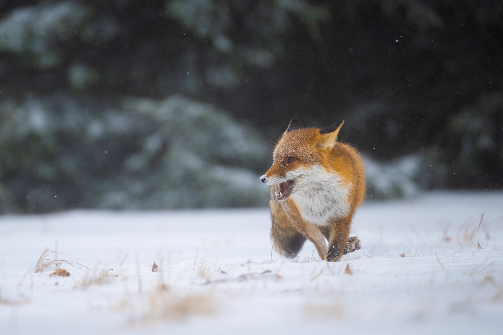 Liška obecná (Vulpes vulpes), Vysočina, 03/2023