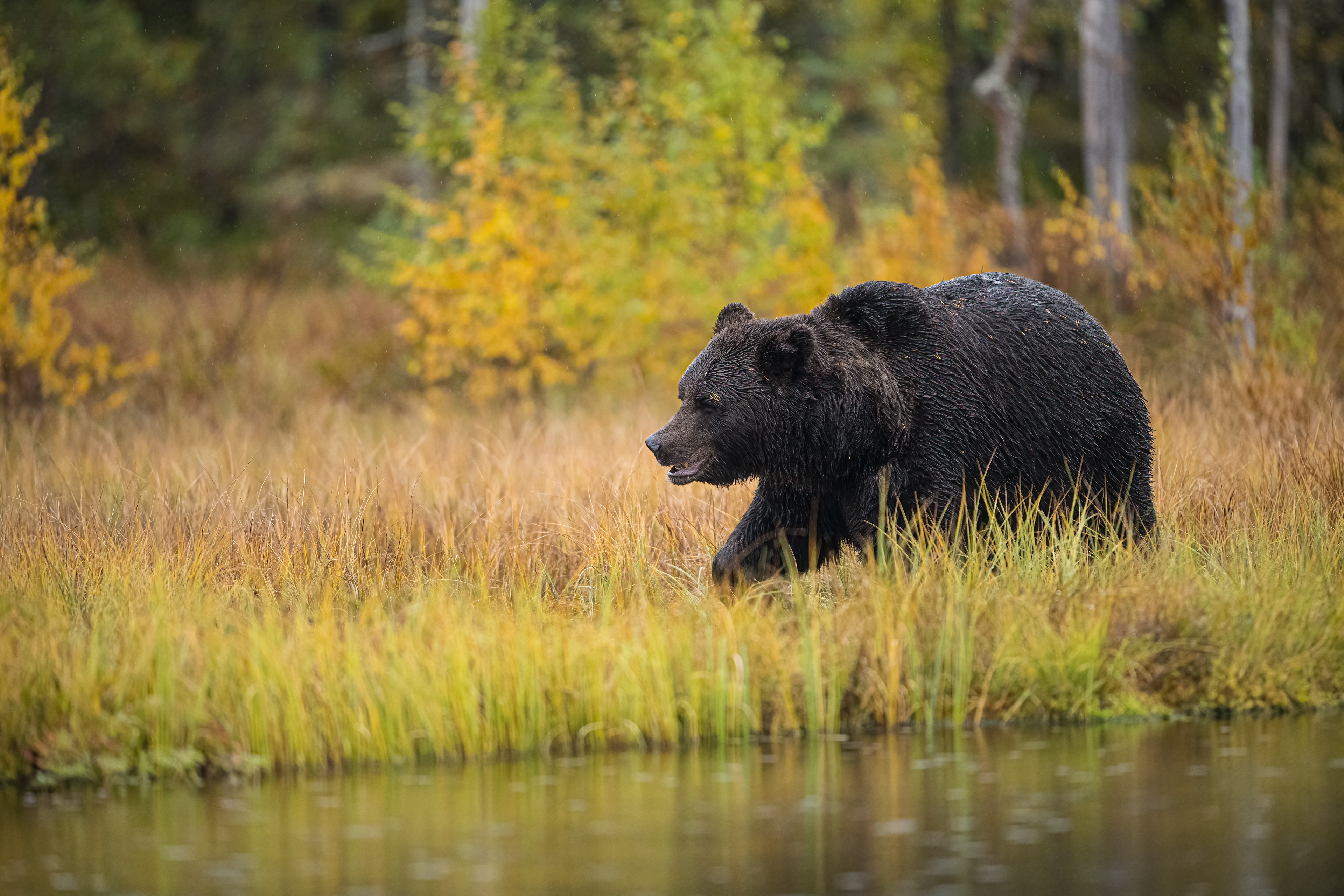 Medvěd hnědý (Ursus arctos), Finsko, 09/2022