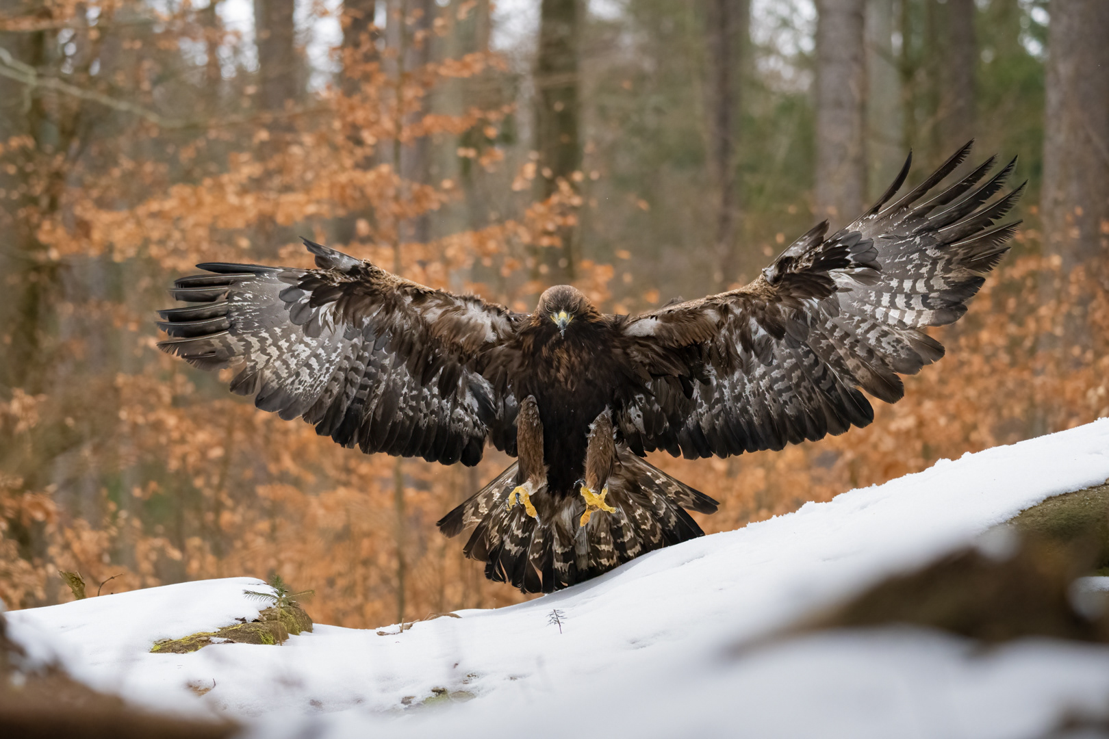 Orel skalní (Aquila chrysaetos), Vysočina, 03/2023