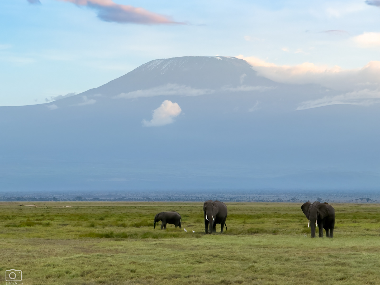 Slon africký (Loxodonta africana), Keňa - NP Tsavo West, 12/2025