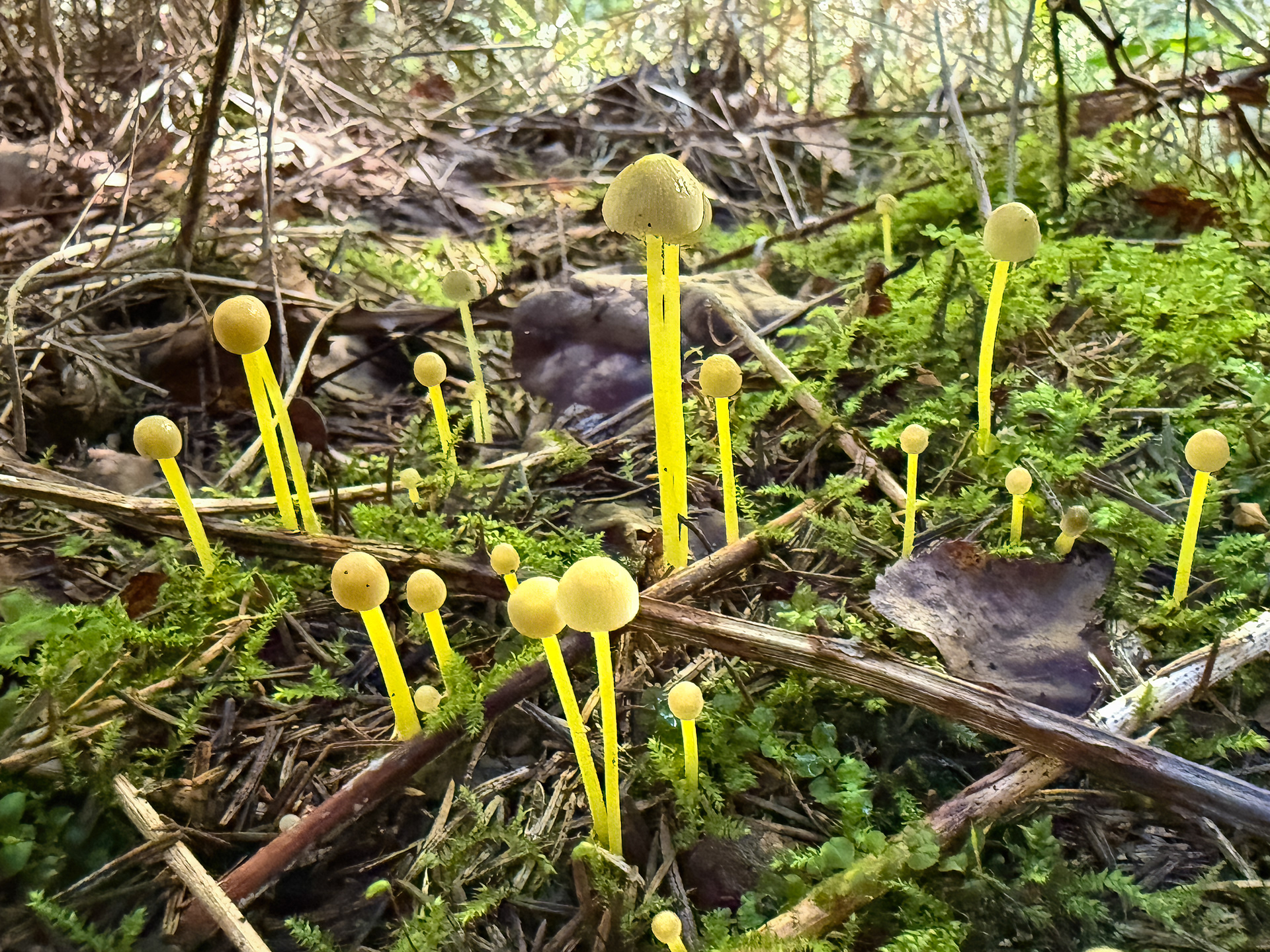 Helmovka slizká (Mycena epipterygia)