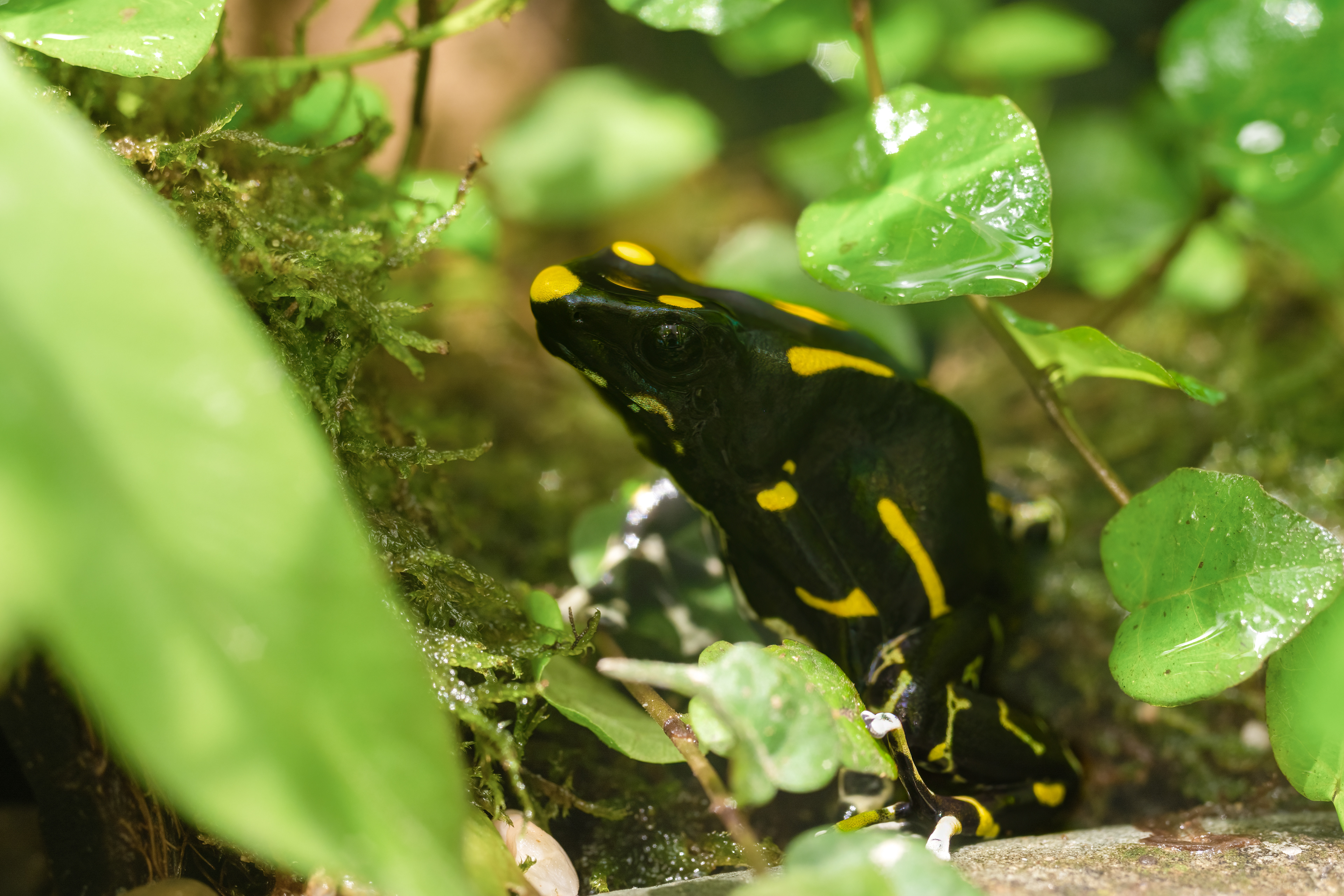 Pralesnička barvířská (Dendrobates tinctorius)