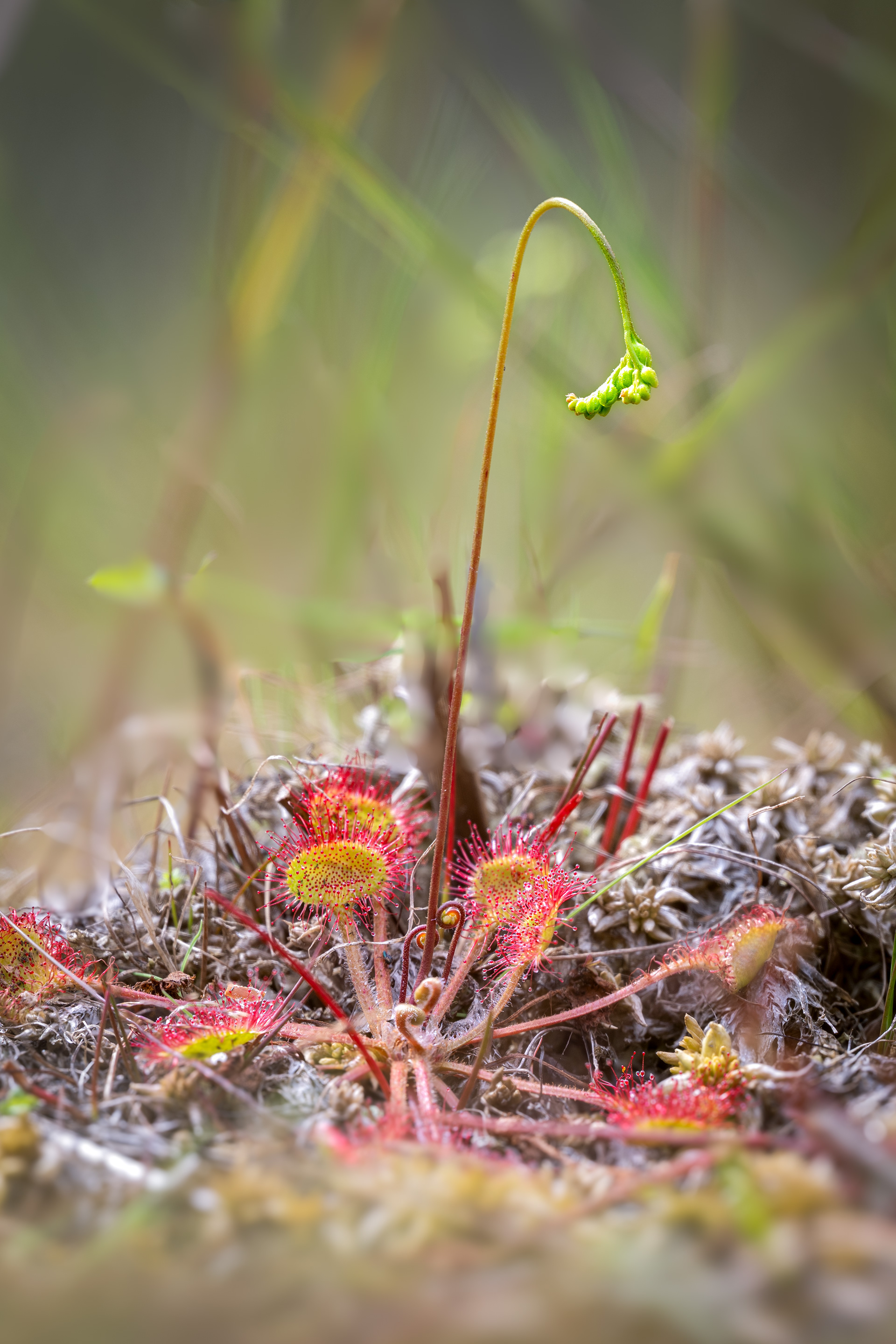Rosnatka okrouhlolistá (Drosera rotundifolia), Pískovna Cep, 07/2025