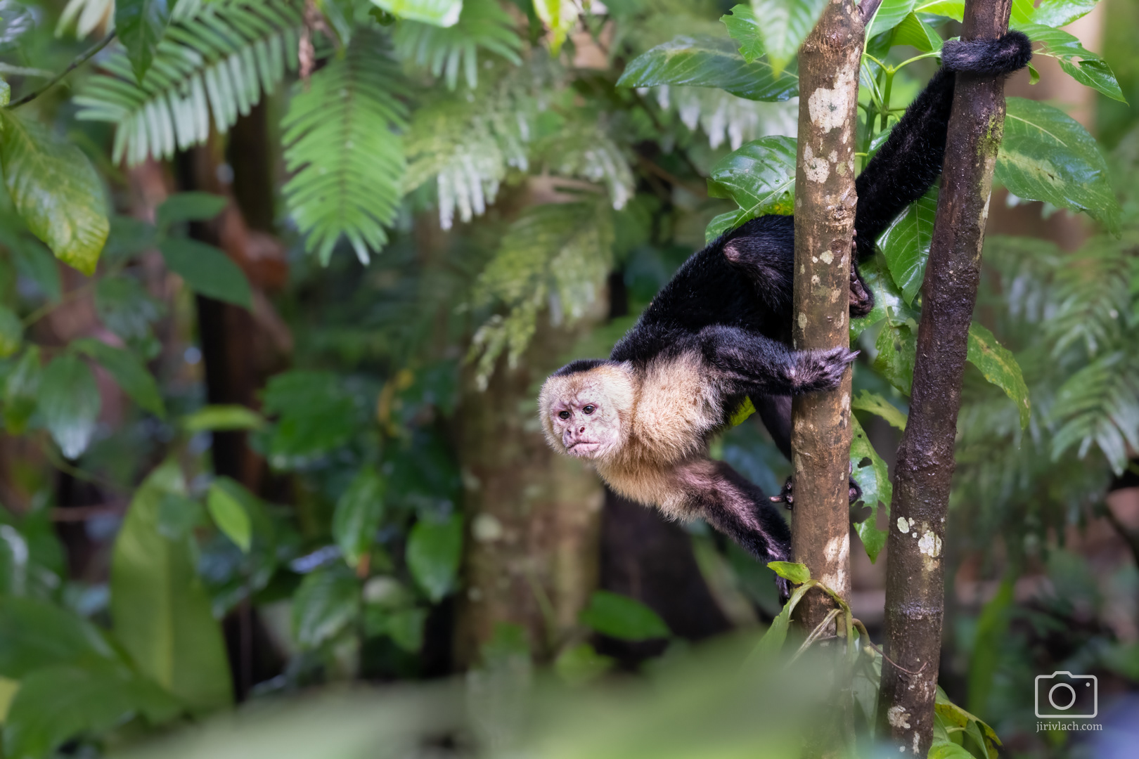Malpa kapucínská (The Colombian white-faced capuchin, Cebus capucinus), Kostarika, 01/2025
