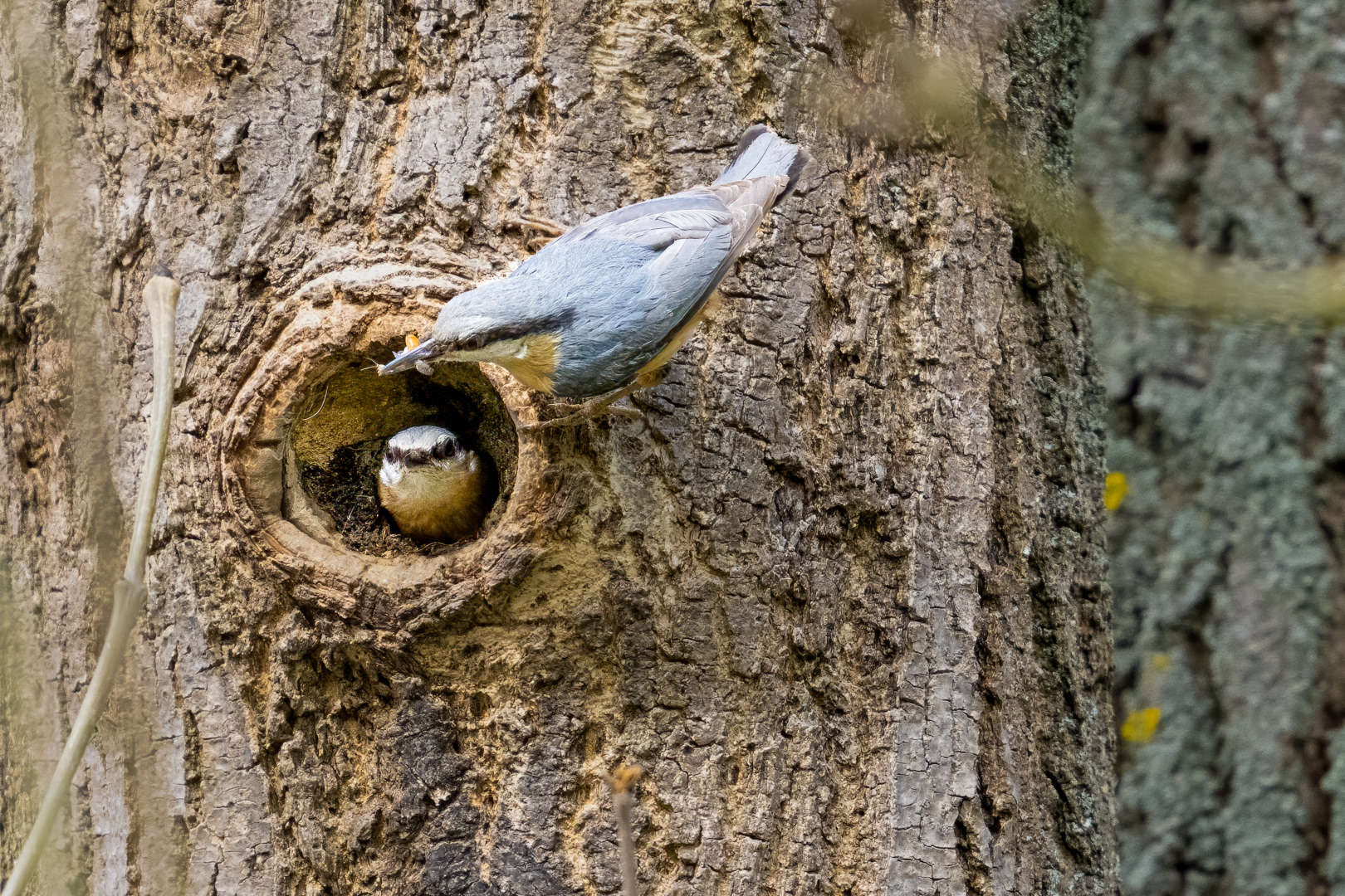 Brhlík lesní (Sitta europaea), Lštění, 04/2024