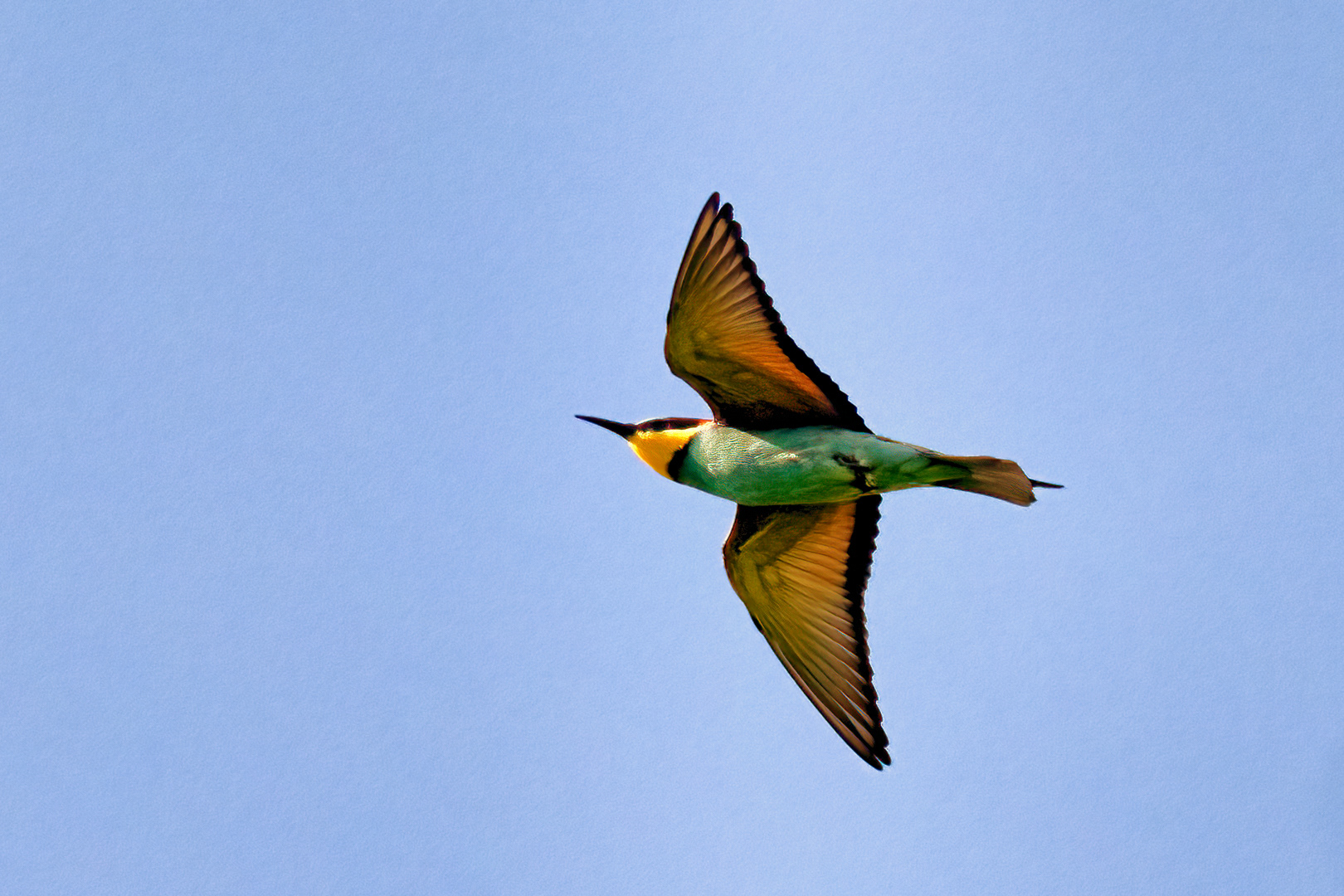 Vlha pestrá (Merops apiaster), jižní Morava, 06/2023