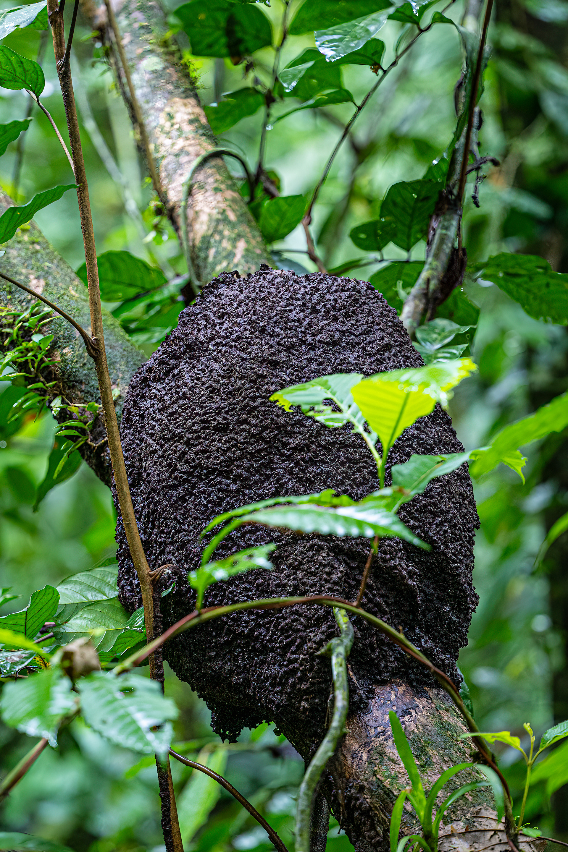 Termití hnízdo (Termite nest), Kostarika, 01/2025