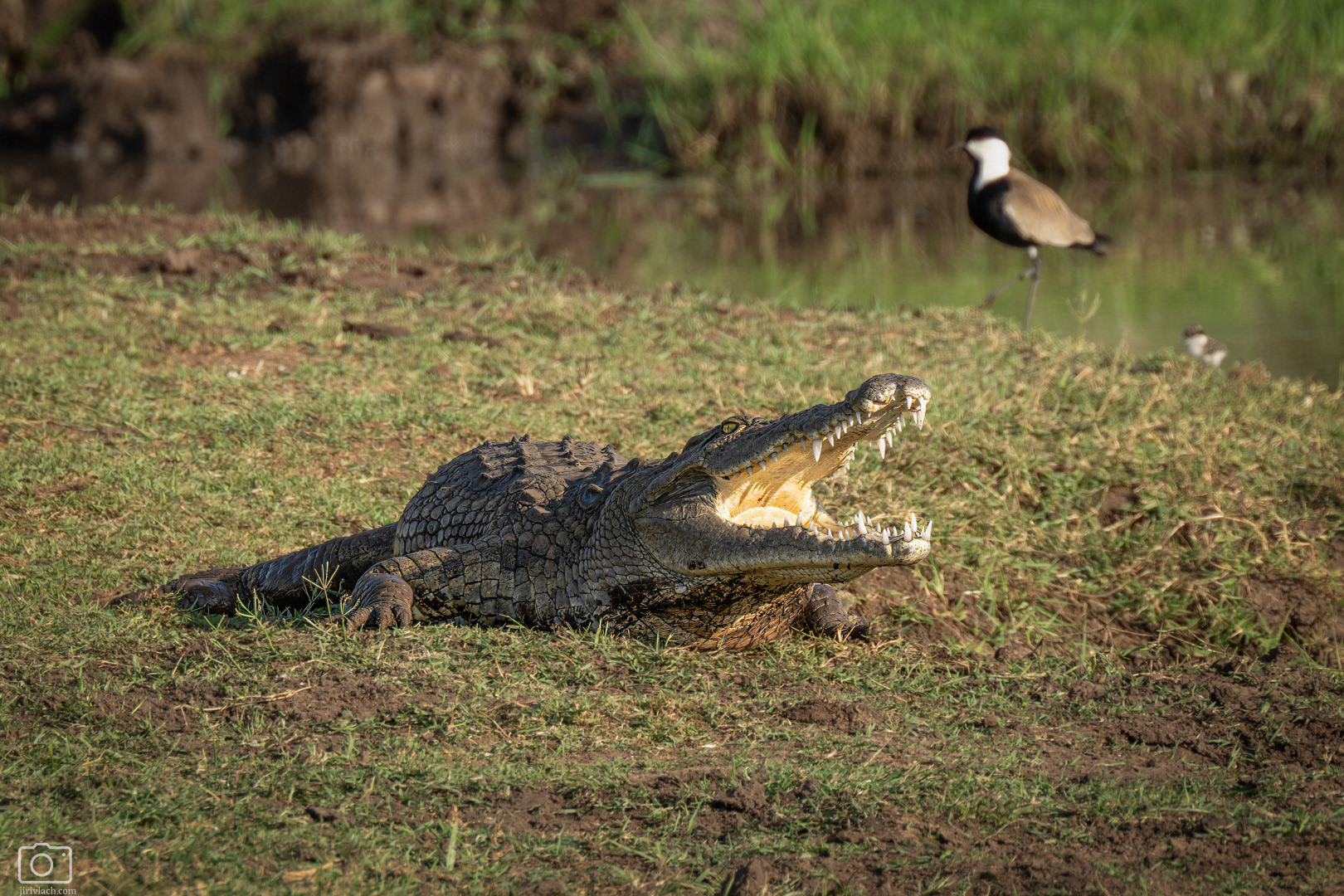 Krokodýl nilský (Crocodylus niloticus), Kenya, 12/2025