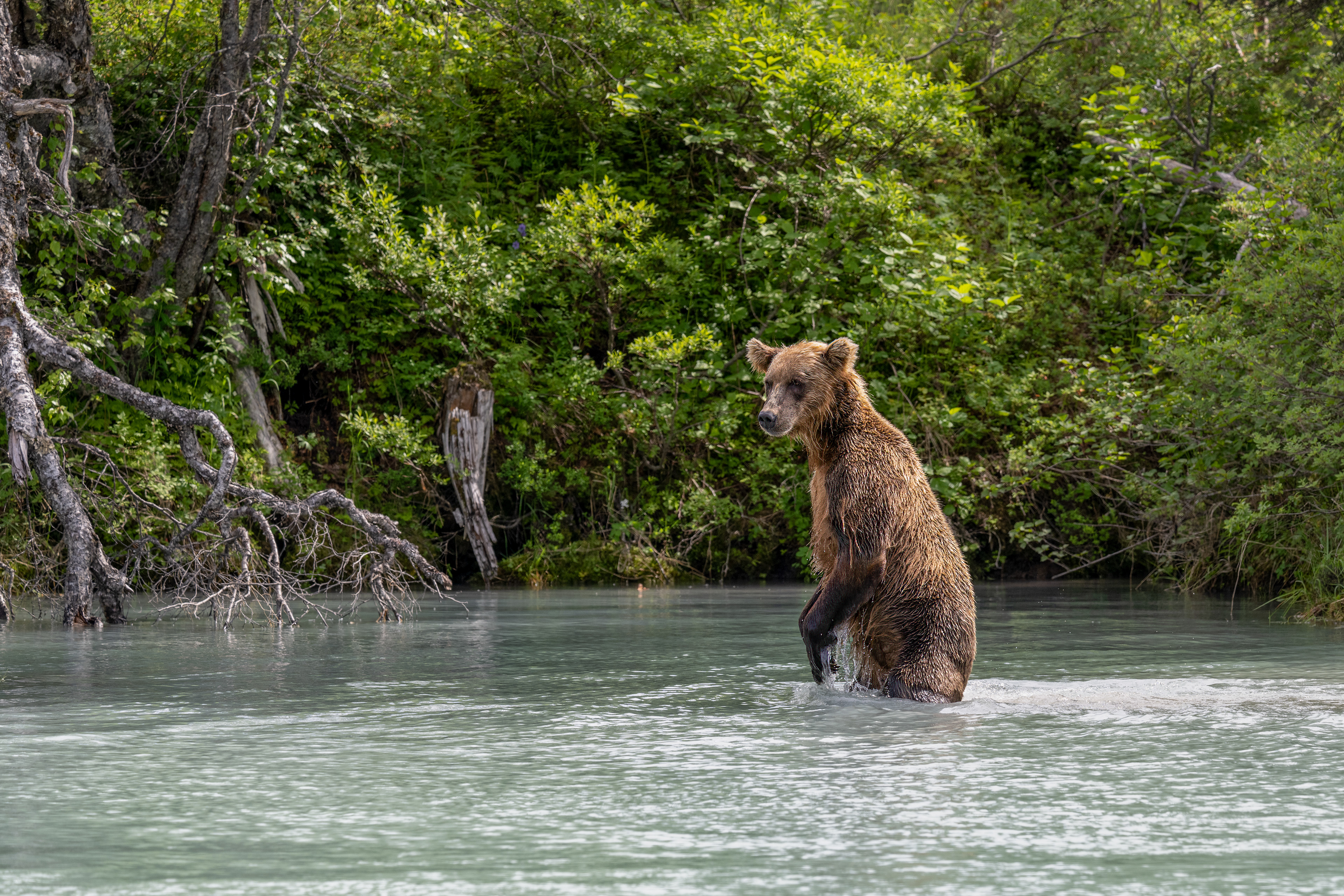 Medvěd grizzly (Ursus arctos horribilis), Aljaška, 07/2023