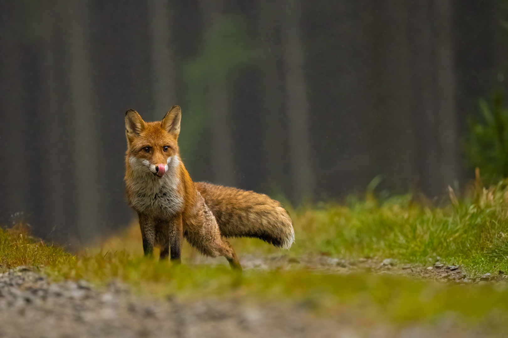 Liška obecná (Vulpes vulpes), Vysočina, 11/2022