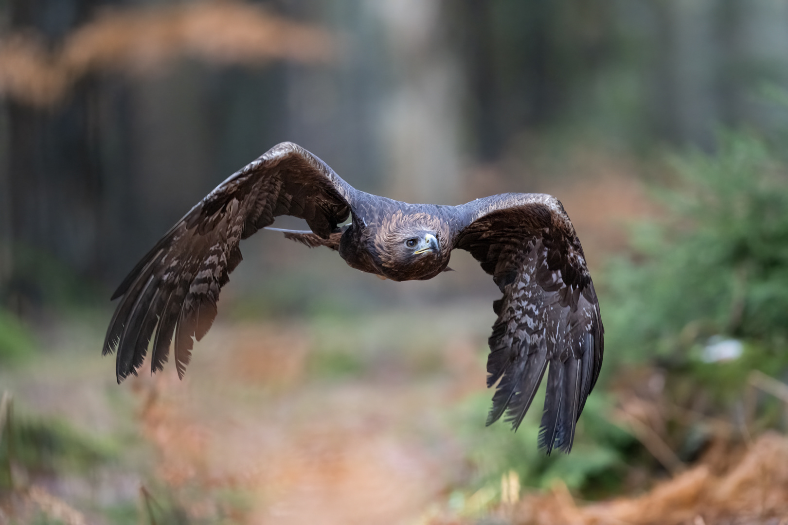Orel skalní (Aquila chrysaetos), Vysočina, 02/2024