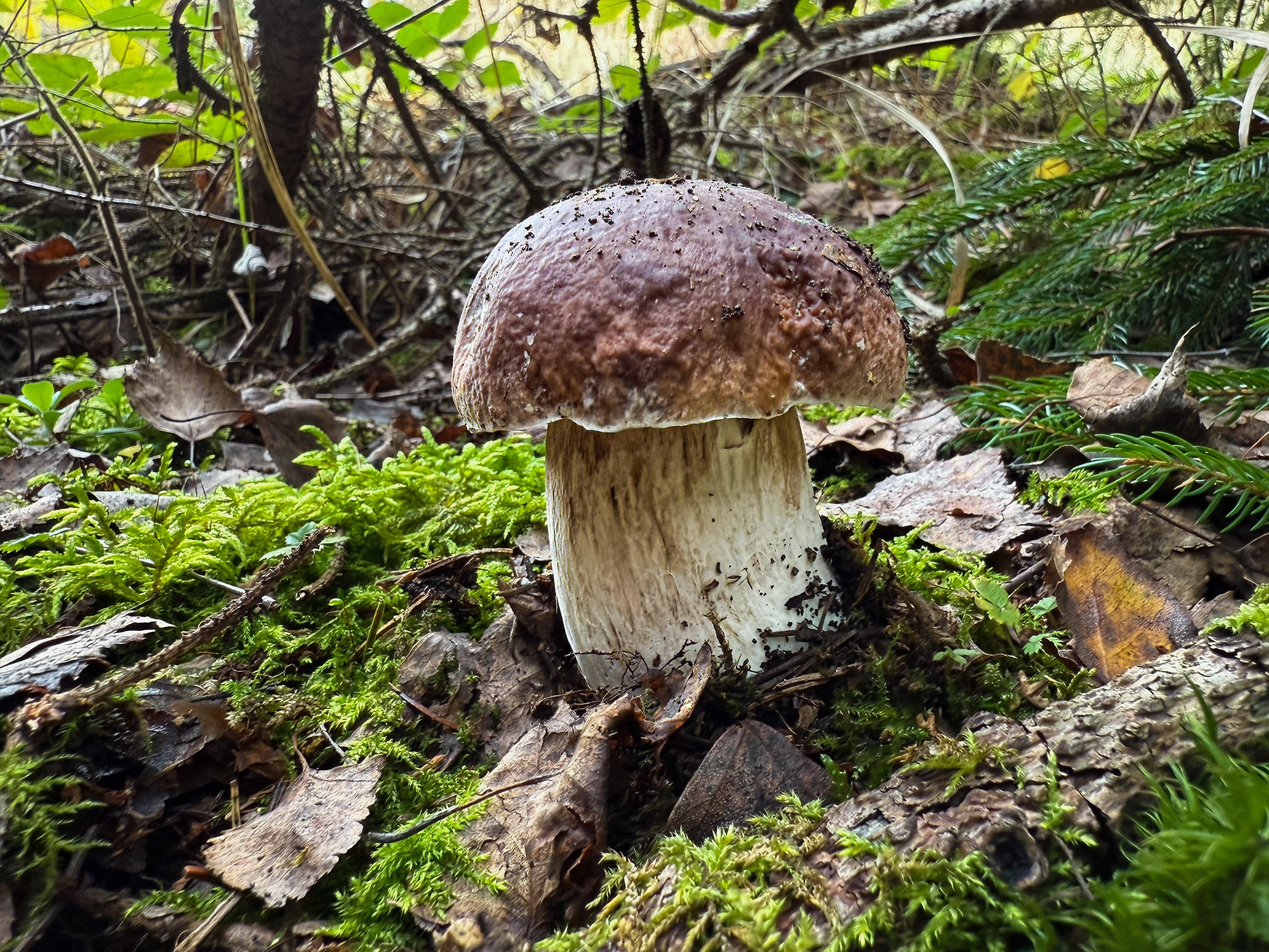 Hřib smrkový (Boletus edulis)