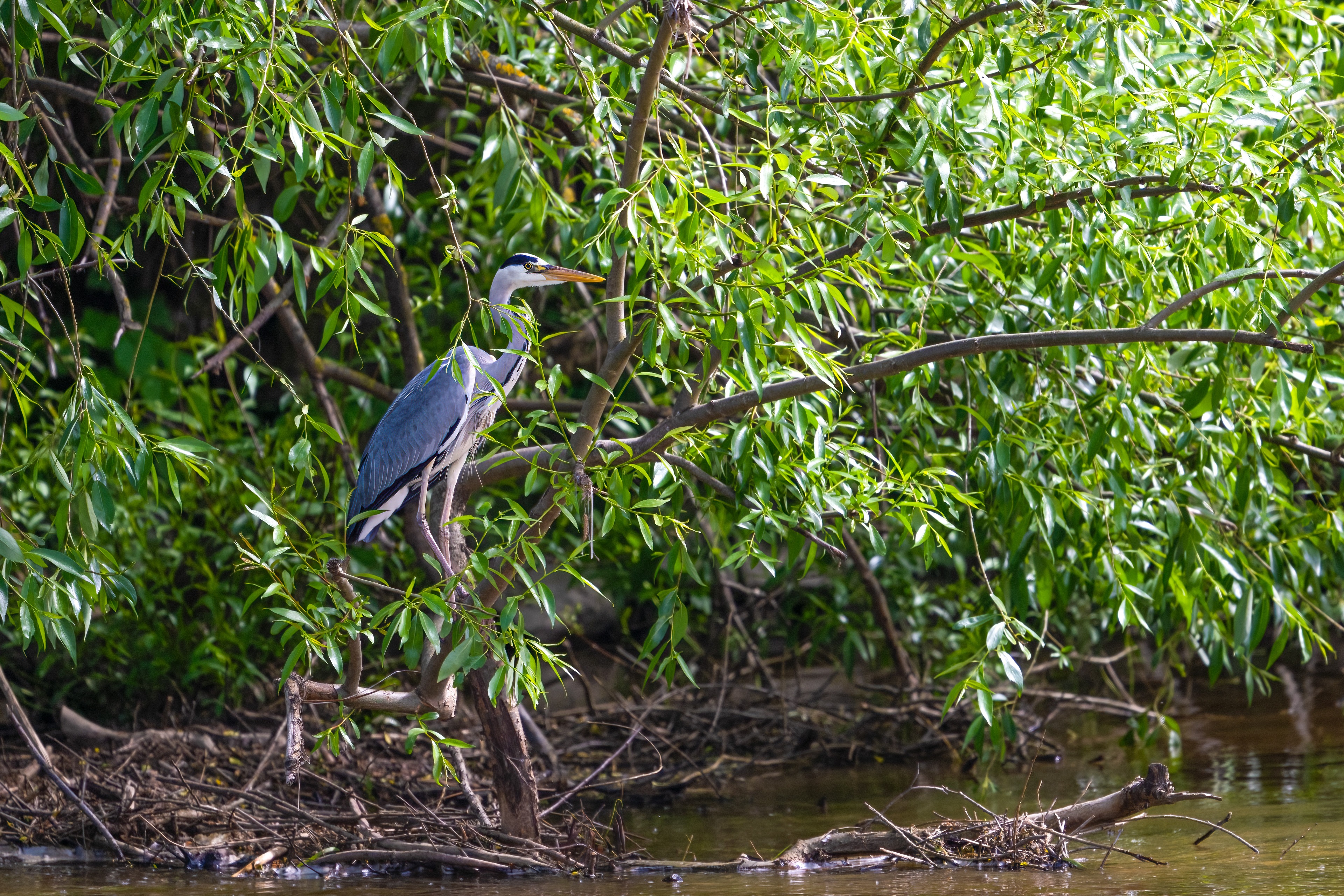 Volavka popelavá (Ardea cinerea), Lštění, 05/2024